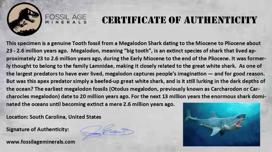Authentic Megalodon Shark Tooth Fossil - Natural Serrated Tooth from Miocene Era with COA - Perfect for Collectors, Jewelry Making & Educational Displays