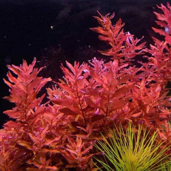 TCulture Rotala Macrandra Mini Pink Live Aquarium Plant (Pot) - Perfect for Freshwater Fish Tanks, Aquascaping & Aquatic Gardens