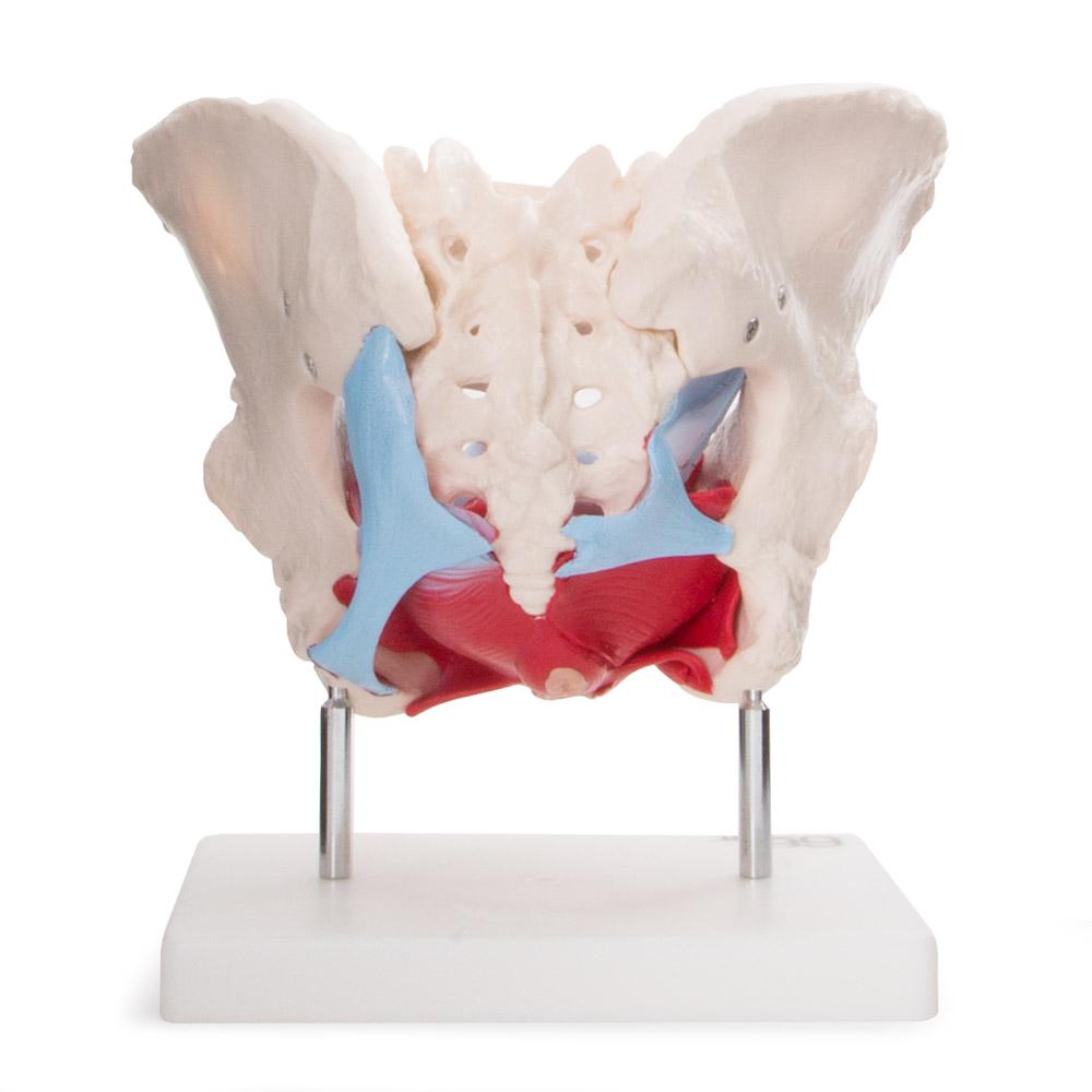 66Fit Female Pelvic Muscles & Organ Anatomical Model - Medical Education Tool for Gynecology, Physical Therapy & Nursing Training - Perfect for Classrooms, Clinics & Home Study