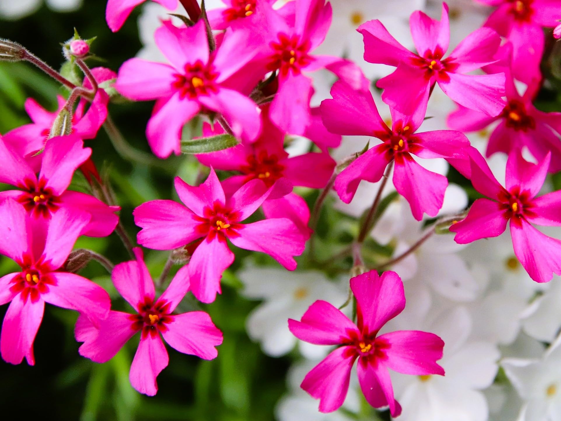 Red Creeping Phlox & Subulata Moss Phlox - 2 Live Ground-Cover Plants in Pint Pots | Drought-Tolerant Perennial Flowers for Rock Gardens, Slopes & Borders | Greenwood Nursery