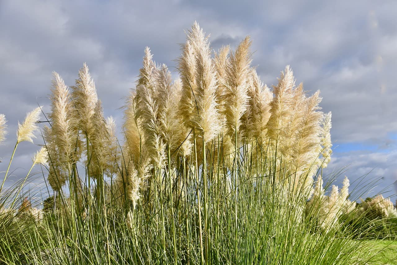 Live White Pampas Grass Plants - 2 Pack Pint Pots | Ornamental Grass for Landscaping, Privacy Screens & Wedding Decor | Greenwood Nursery Large Selection