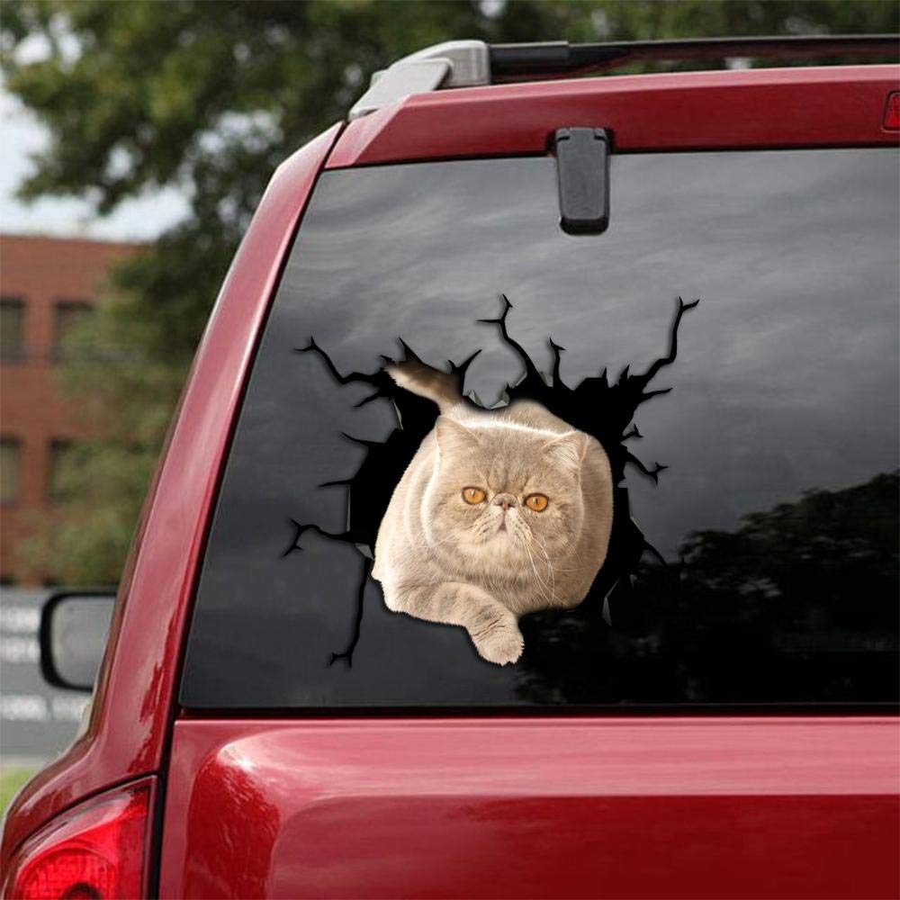 Exotic Shorthair Cat Car & Wall Decals Stickers - Pack of 2 Realistic Vinyl Decals (12