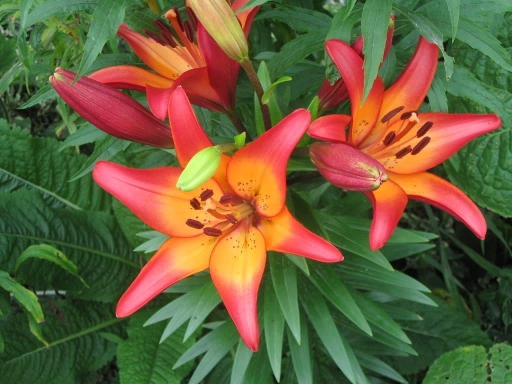 Royal Sunset Asiatic Lily Bulbs (4-Pack) - Perennial Flowers for Pots, Planters & Cut Flower Arrangements | Perfect for Home Gardens, Wedding Bouquets & Floral Decor