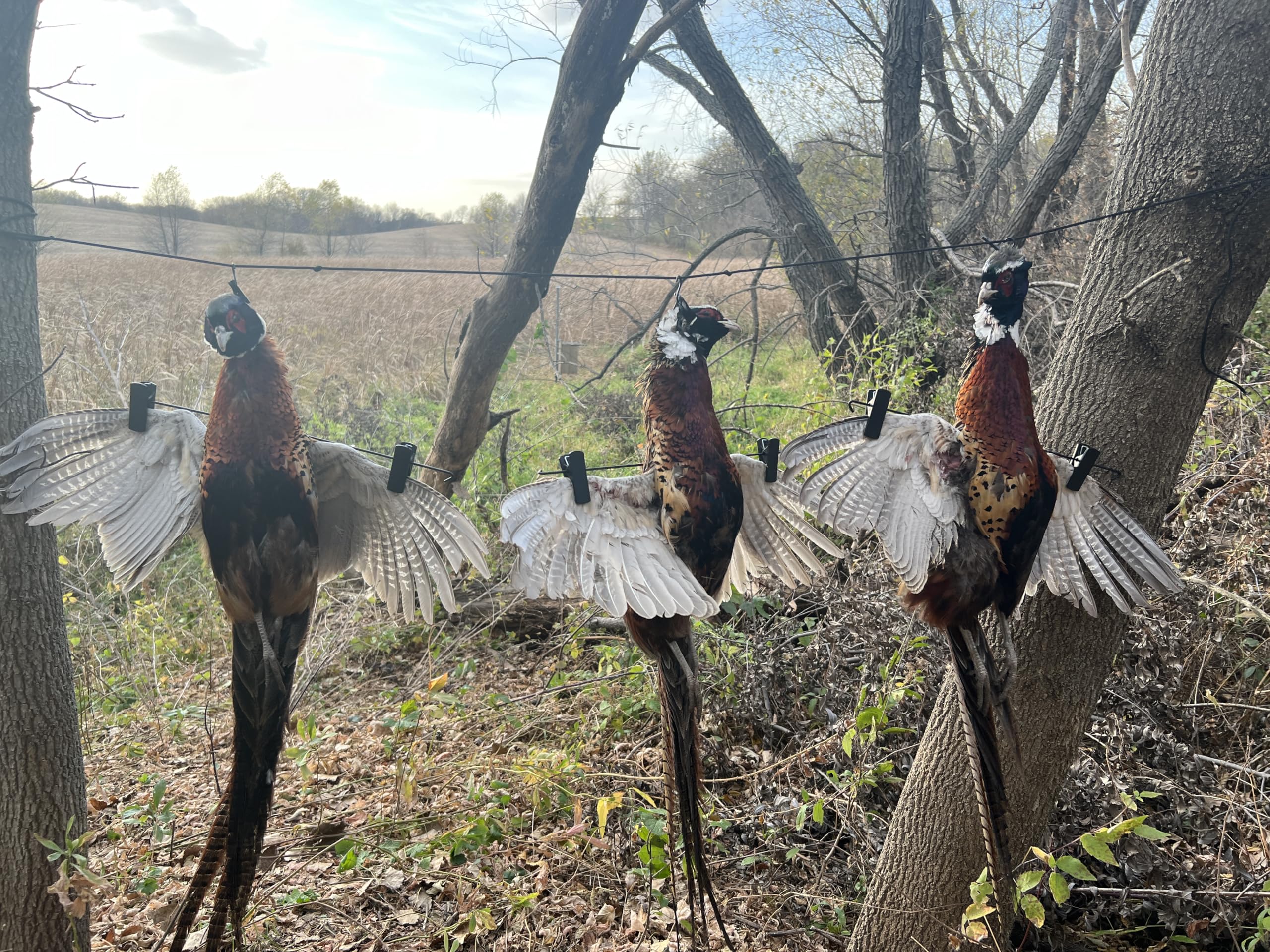 6 Pack Wing Spreader for Hunting - Fits in Vest or Pants - Perfect for Ducks, Pheasant, Grouse, Turkey & Goose Hunting - Great for Bird Taxidermy & Display Scenes