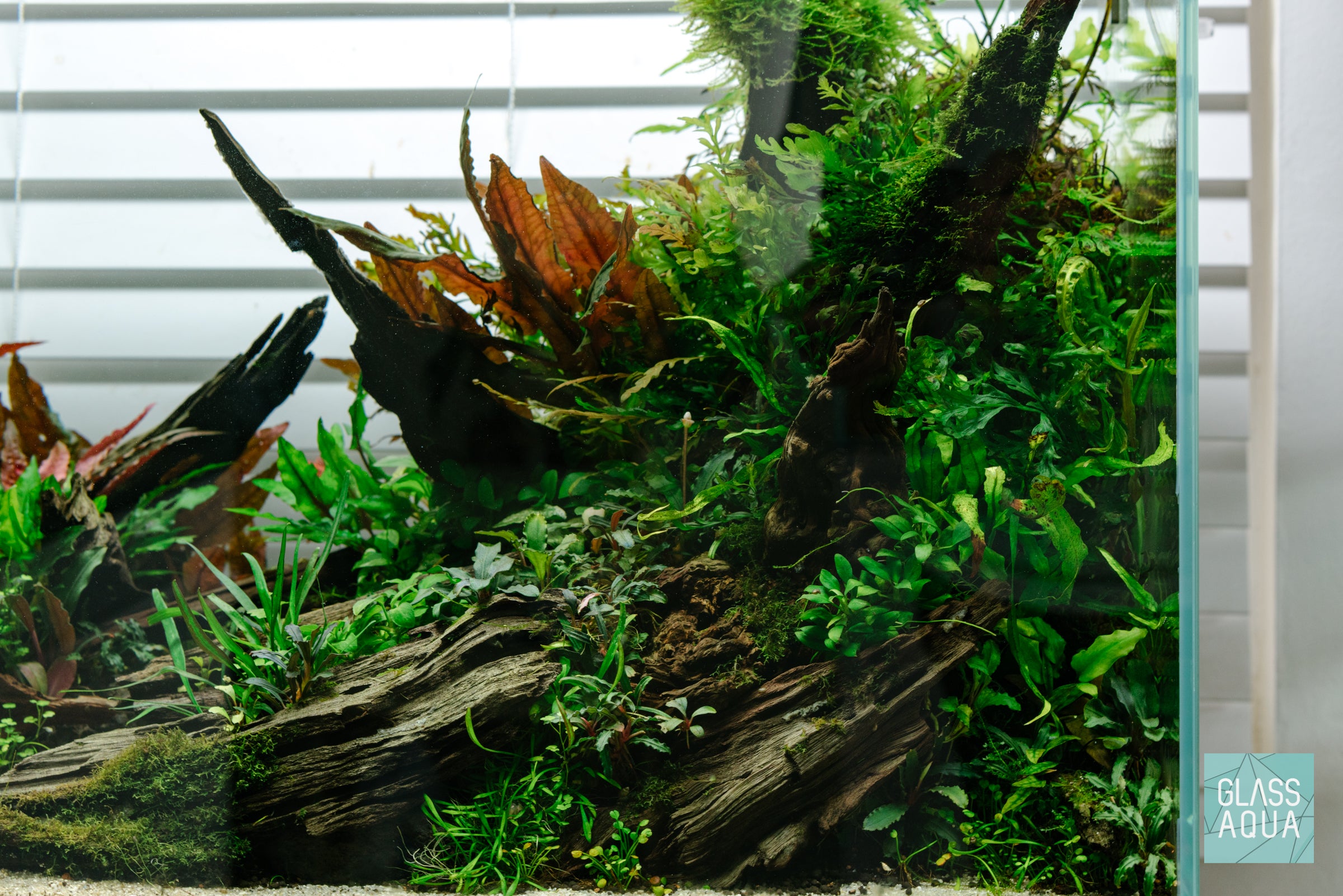 Natural Malaysian Driftwood for Aquarium Decor - Unique Wood Pieces for Fish Tank, Terrarium & Home Decoration - Perfect for Aquascaping & DIY Projects