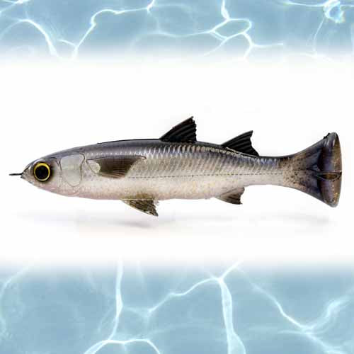 SILVER MULLET