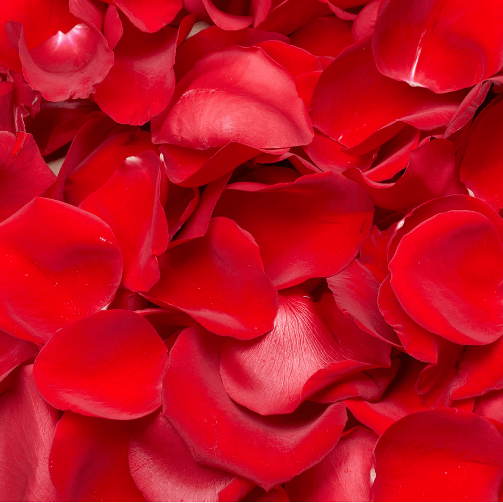 Fresh Rose Petals - Premium Dried or Real Rose Flowers for Weddings, Baths & Romantic Decor | Bulk Organic Rose Petals for DIY, Spa & Aromatherapy
