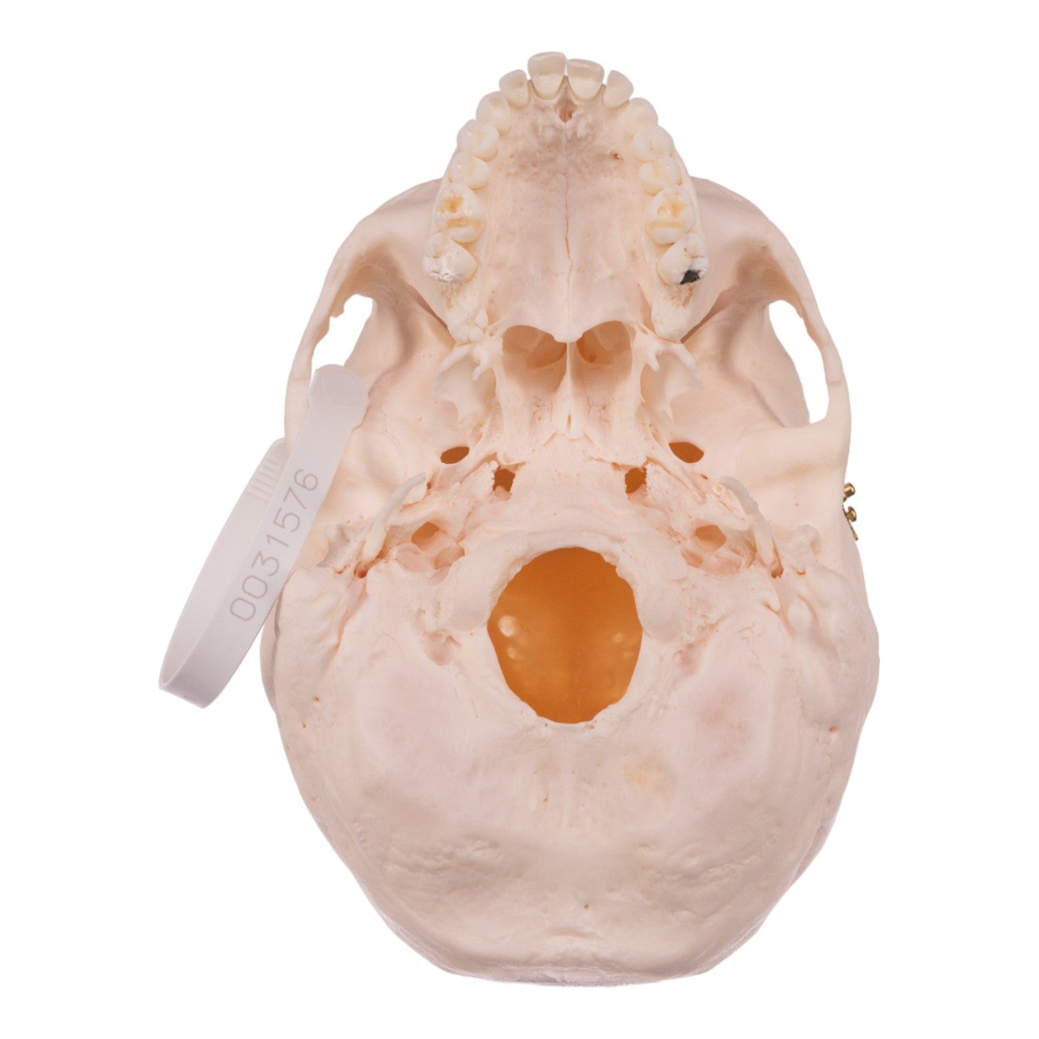 Premium Anatomical Human Skull Model - Medical Grade, Life-Sized for Accurate Study | Perfect for Medical Students, Doctors & Halloween Decor