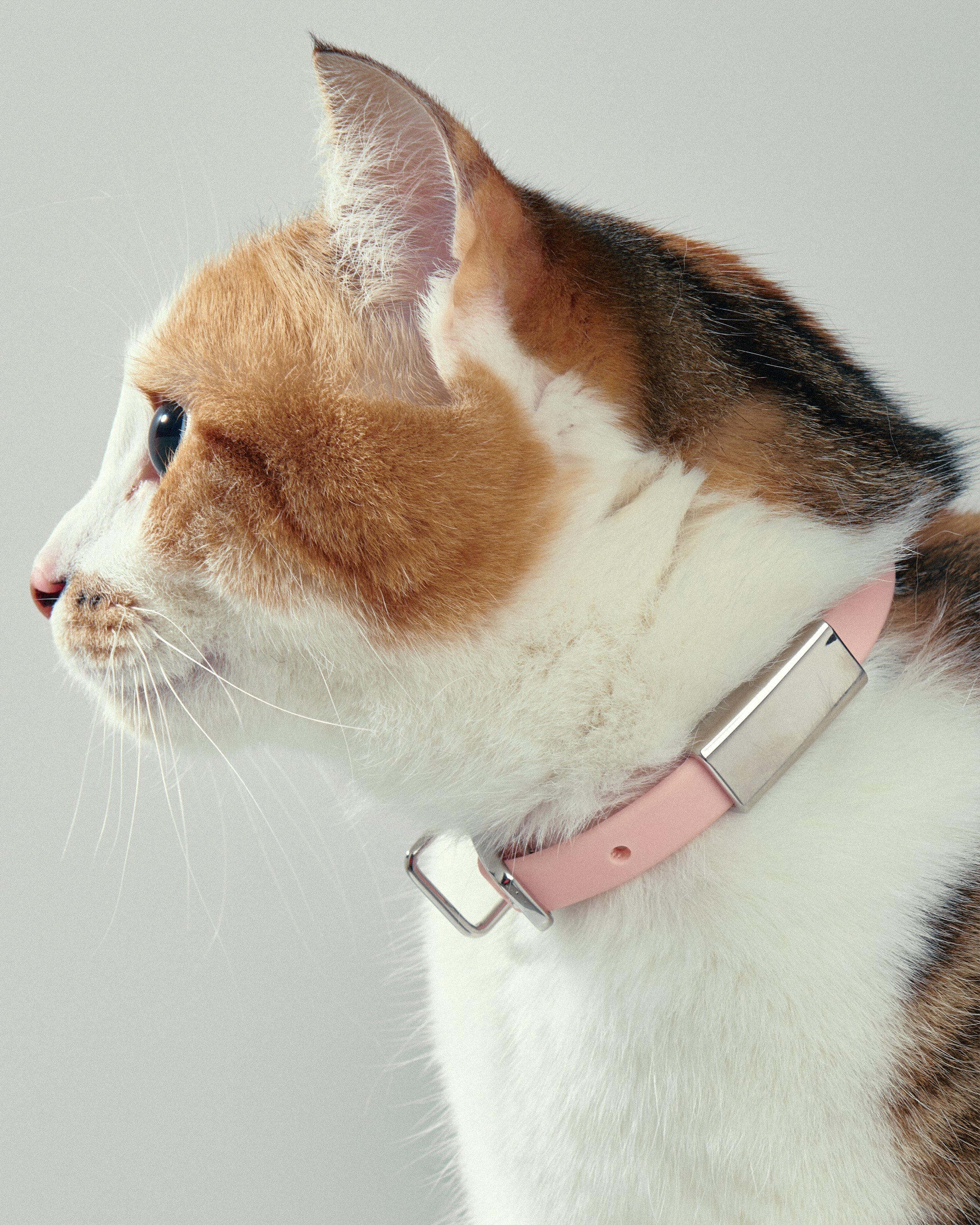 Durable Small Pet Collar for Dogs & Cats - Adjustable & Comfortable for Daily Walks & Outdoor Adventures