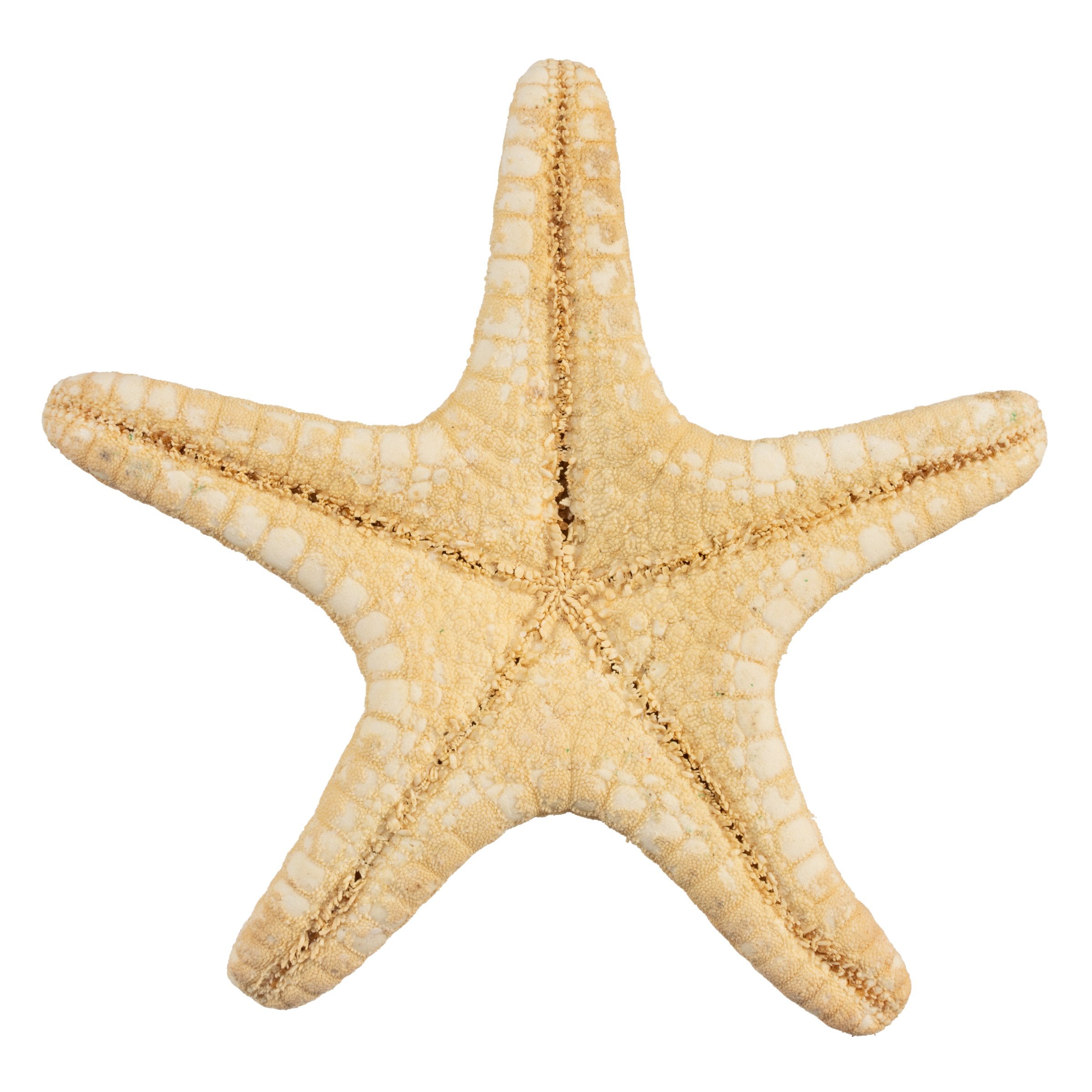 Authentic Real Horned Sea Star - Natural Marine Decor for Aquariums & Beach Themed Home Decor | Perfect for Ocean Lovers, Coastal Style, and Educational Displays