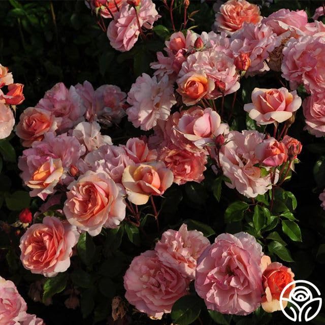 Sunbelt® Soul Sister™ Floribunda Rose Bush - Live Heirloom Roses for Outdoor Planting | Perfect for Gardens, Landscaping & Gifting