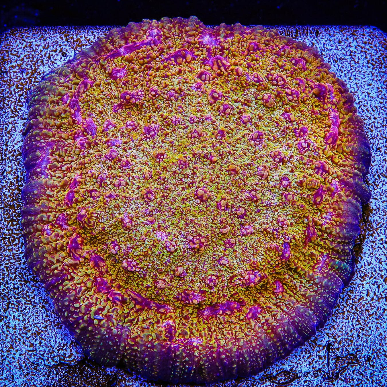 CB El Diablo Chalice Coral - Premium Live Coral for Saltwater Aquariums | Perfect for Reef Tanks & Marine Displays