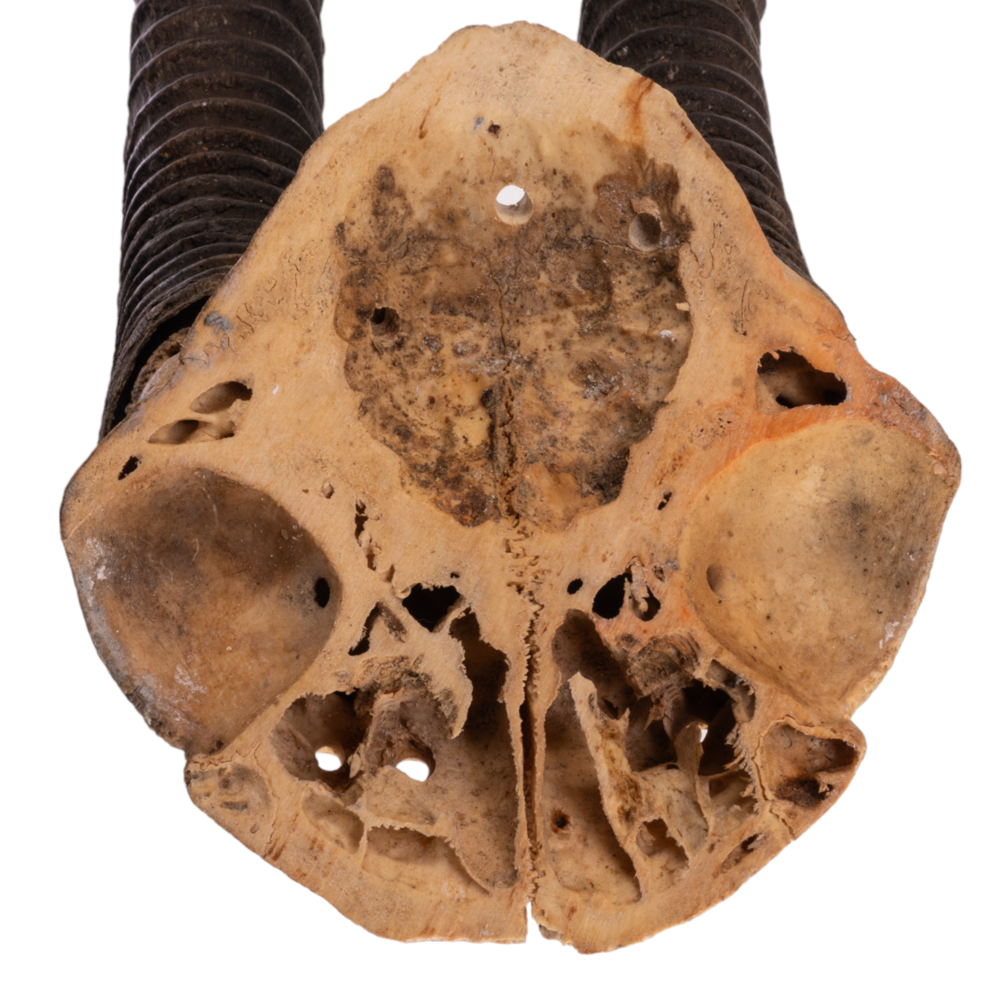 Authentic Sable Antelope Skull Plate - Taxidermy Decor, African Wildlife Trophy, Hunting Lodge Display for Rustic Cabin & Safari Themed Rooms