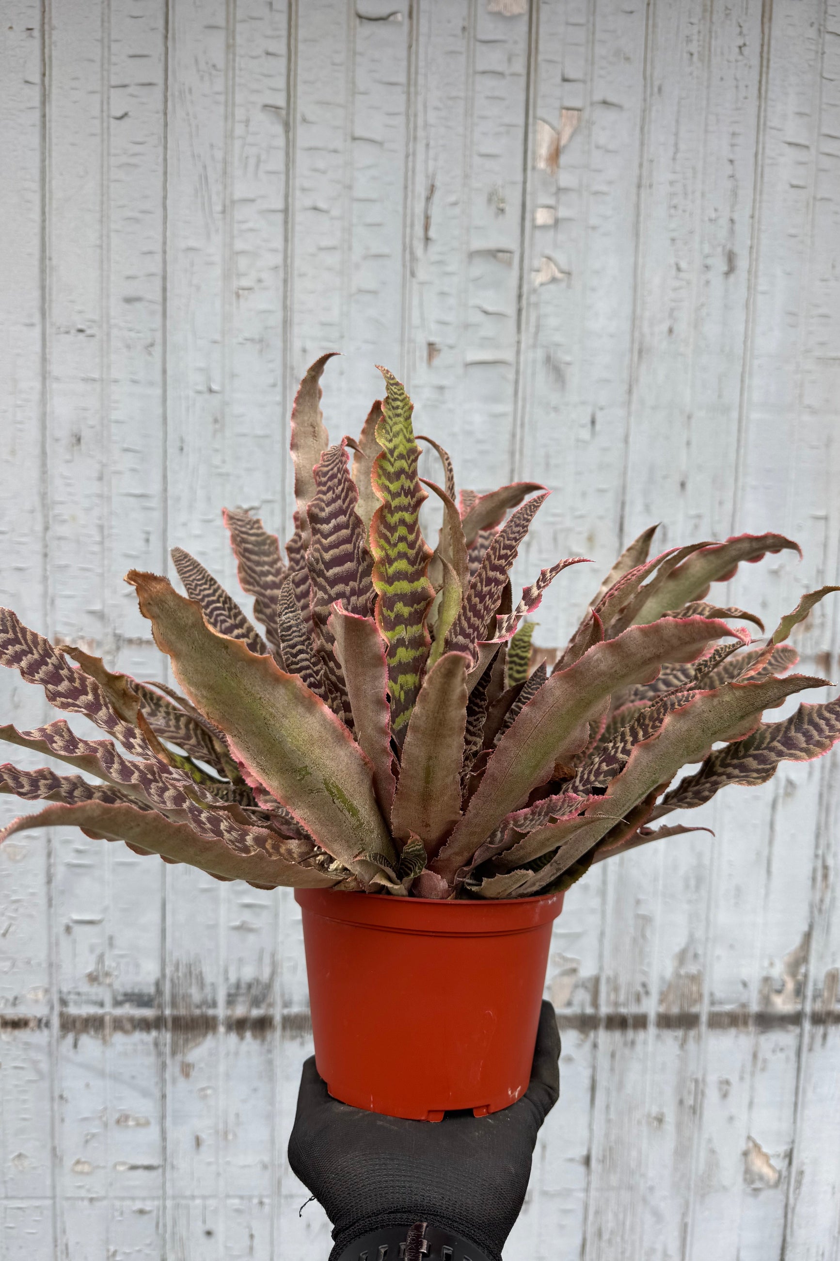Cryptanthus 'Elaine' - 6