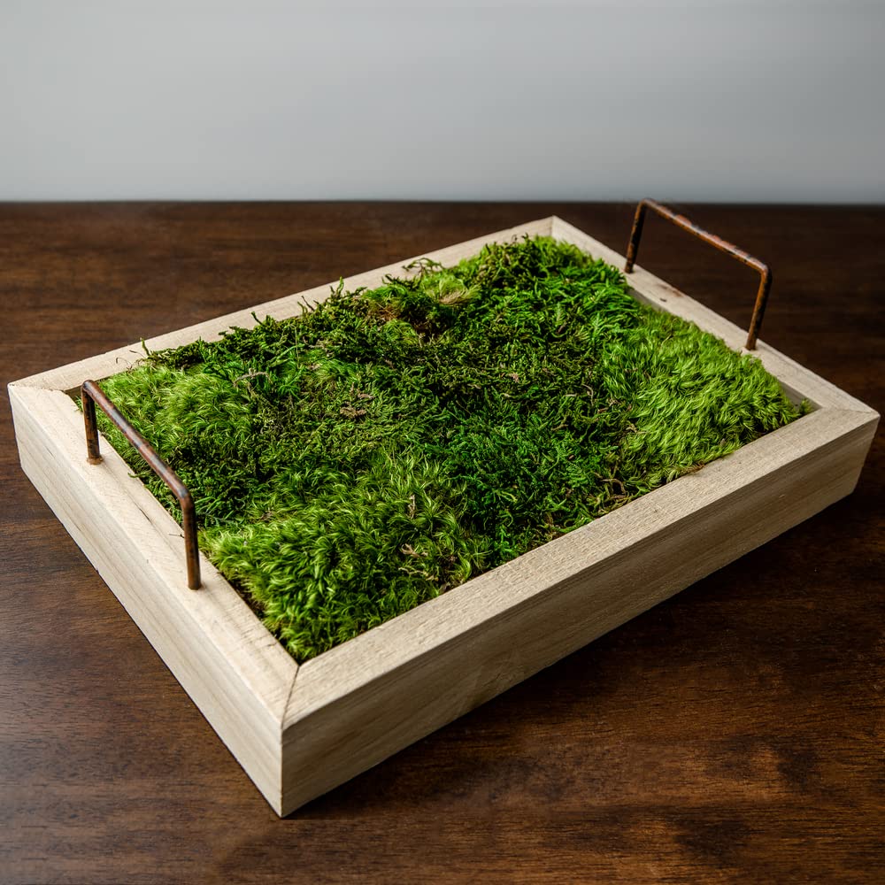 Vickerman Preserved Green Moss Sheet - 6.6 Lbs Bulk Case for Floral Arrangements, Terrariums & Home Decor