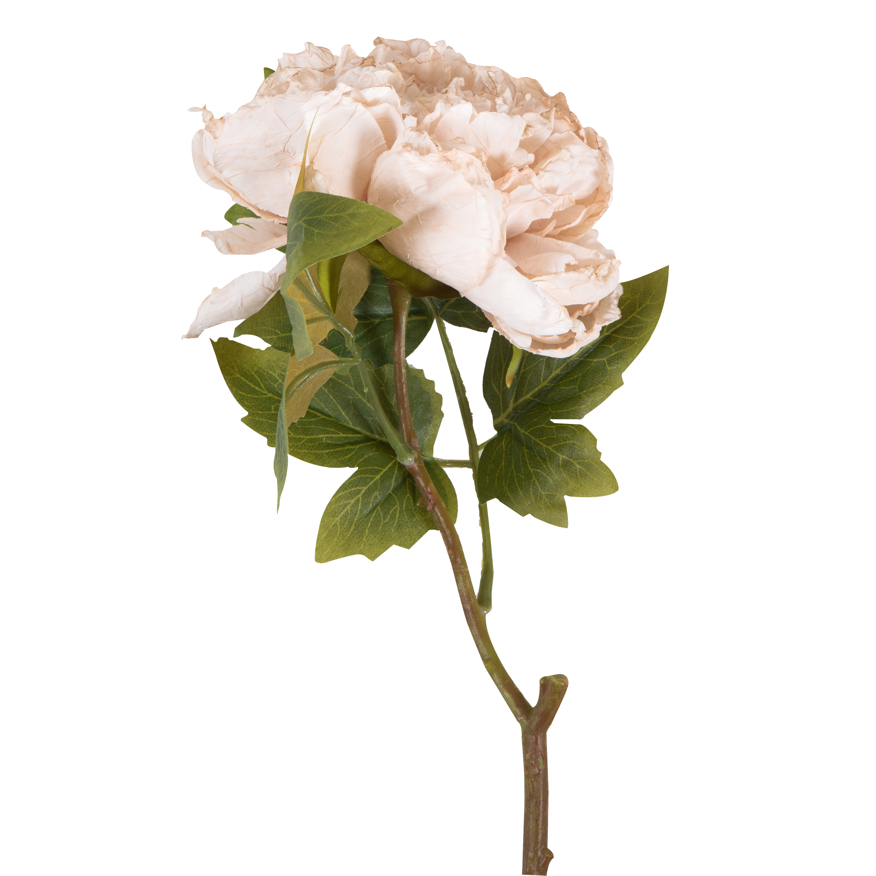 Fresh Cut Peony Stems - Evening Dew Variety for Floral Arrangements, Weddings & Home Decor | Long-Lasting Blooms for Bouquets & Centerpieces