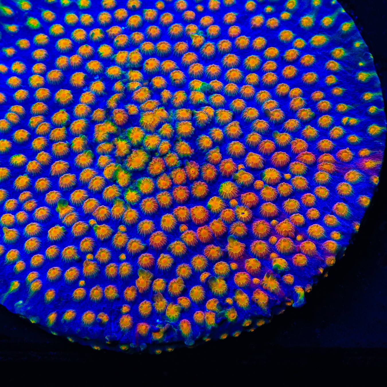 CB Monet Madness Cyphastrea Coral - Premium Saltwater Aquarium Coral for Reef Tanks | Perfect for Marine Aquascaping and Coral Propagation