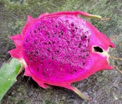 Exotic Purple Pitaya Dragon Fruit Seeds (30 Count) - Rare Tropical Plant for Home Garden, Indoor Planting & Unique Landscaping