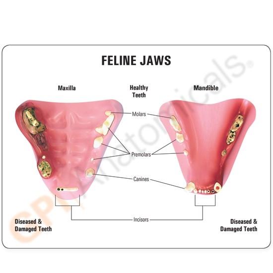 Feline Jaw Model - Realistic Cat Skull Anatomy for Veterinary Students & Animal Science Education - Perfect for Classroom, Lab & Veterinary Office Display