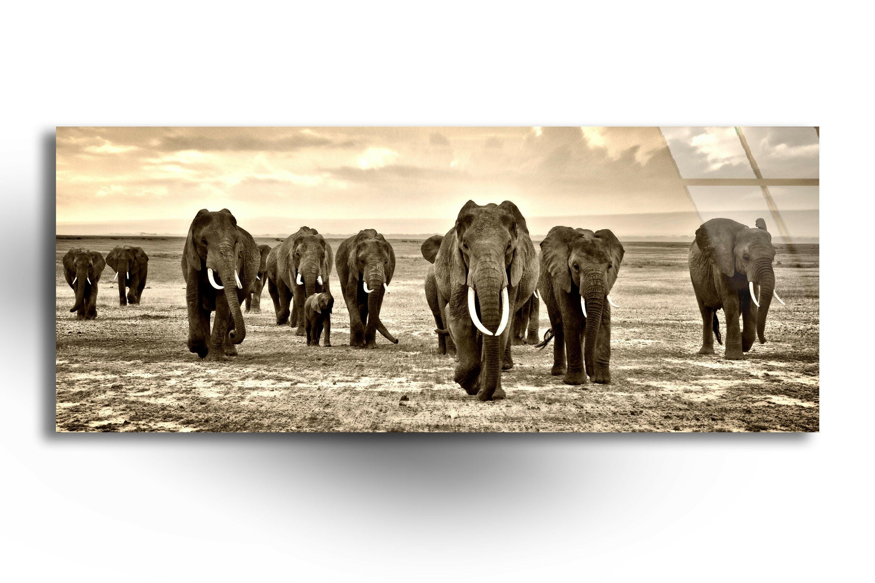 Stunning Black & White African Elephants Glass Wall Art - Elegant Home Decor for Living Room, Bedroom & Office - Perfect Gift for Wildlife Lovers