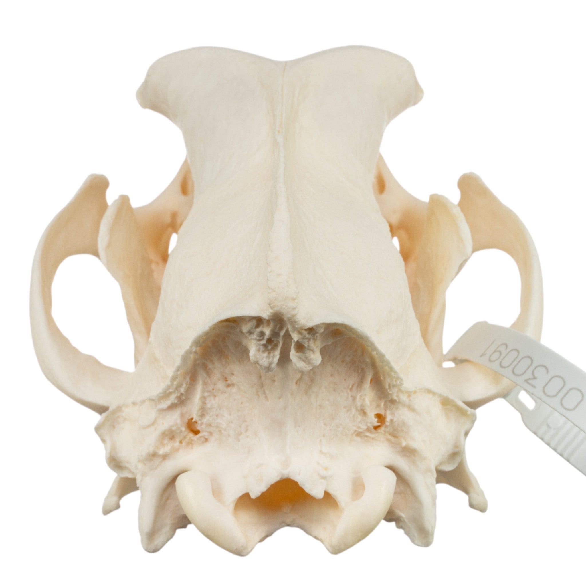 Authentic Bloodhound Dog Skull Replica - Realistic Canine Anatomy Model for Veterinary Study, Halloween Decor & Educational Display