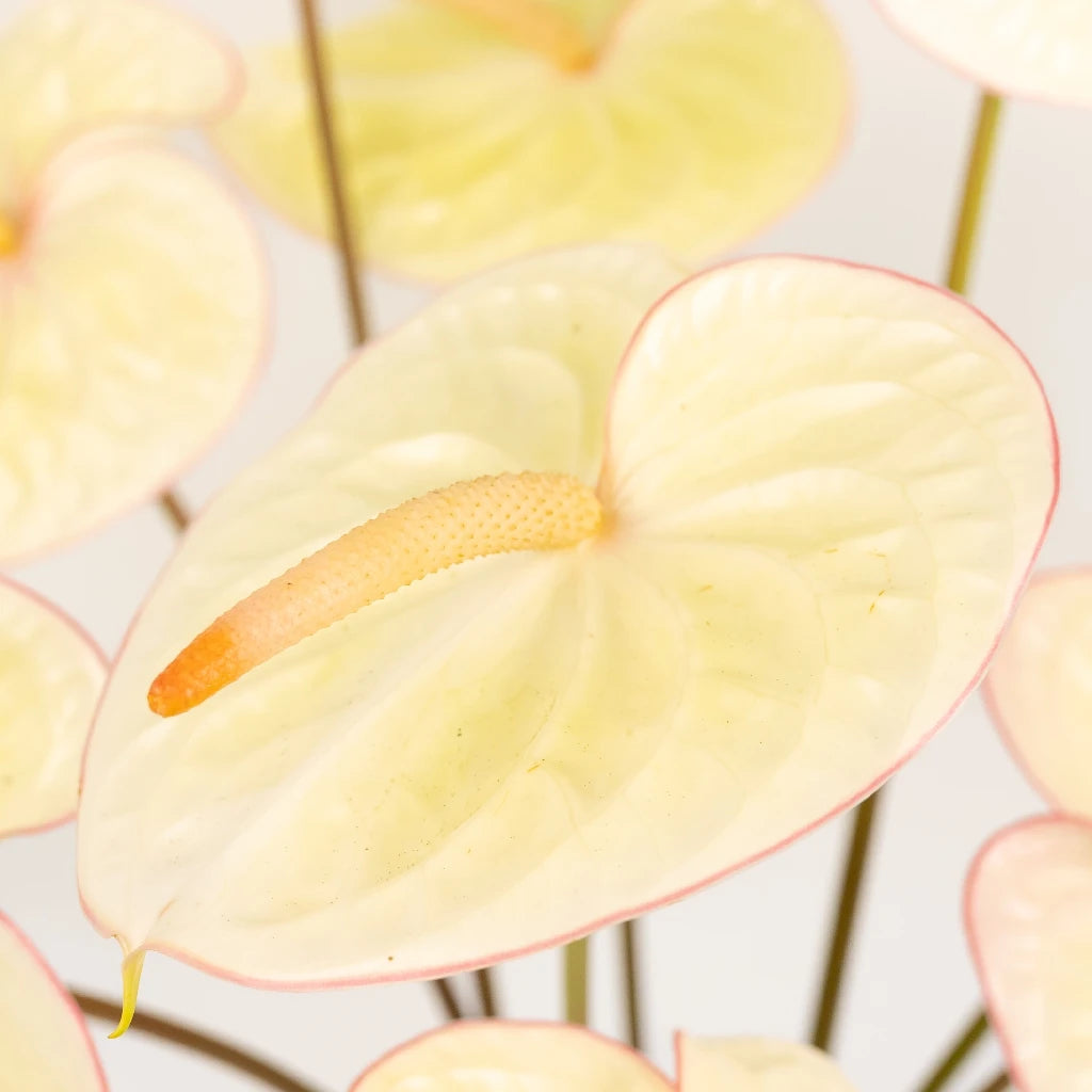 Anthurium Green Tea Tropical Flower - Exotic Live Houseplant for Home & Office Decor, Perfect for Indoor Gardens, Gifts, and Tropical Themes