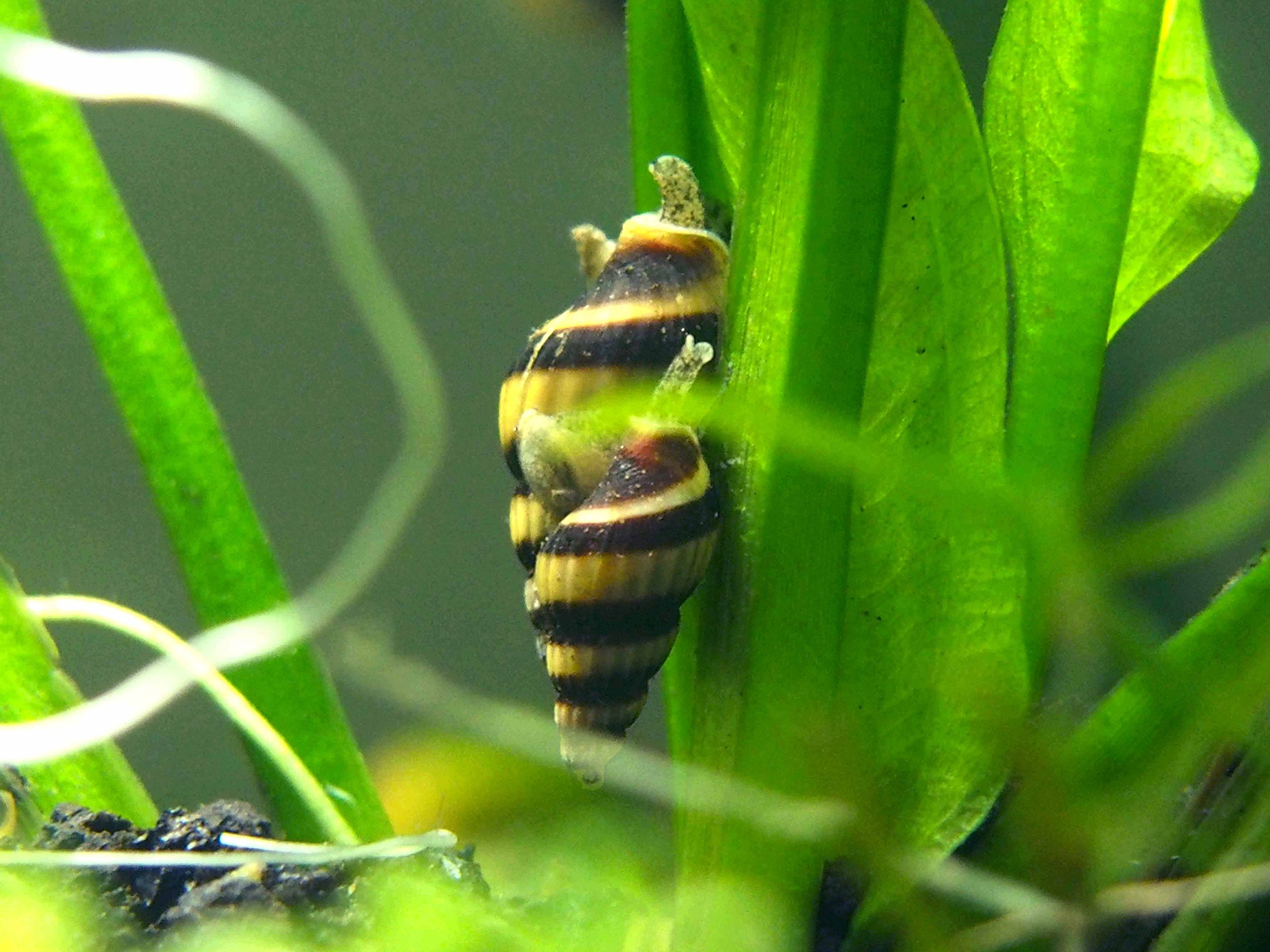10 Live Assassin Snails (Clea Helena) for Aquarium & Pond - Natural Snail Control Solution | Perfect for Nano Fish Tanks & Aquarium Maintenance | Eliminates Pest Snails in Freshwater Tanks