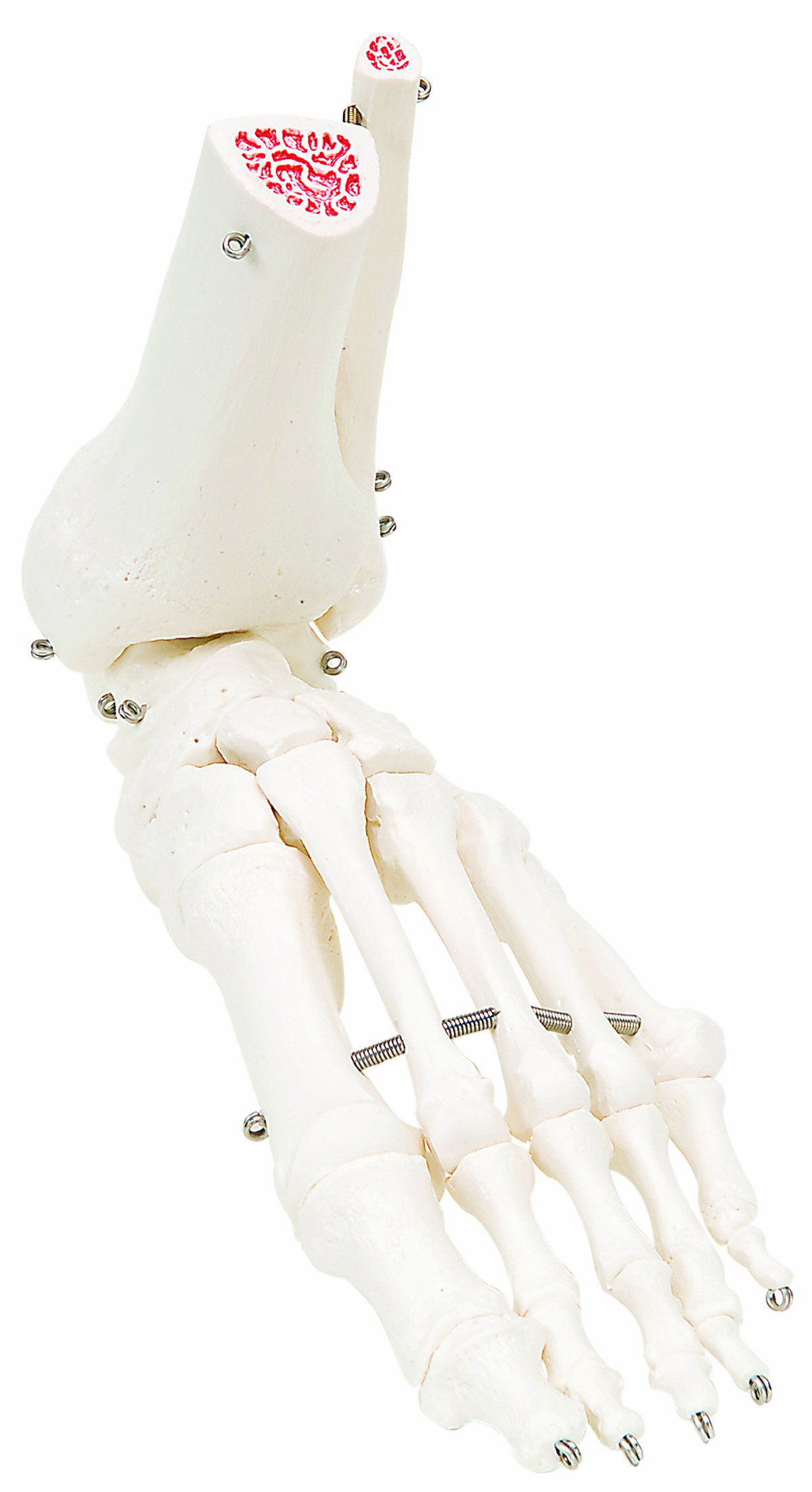 Fabrication Enterprises Anatomical Foot Skeleton Model with Loose Bones & Ankle (Wire Mounted) - Perfect for Medical Education, Classroom Demonstrations & Anatomy Studies
