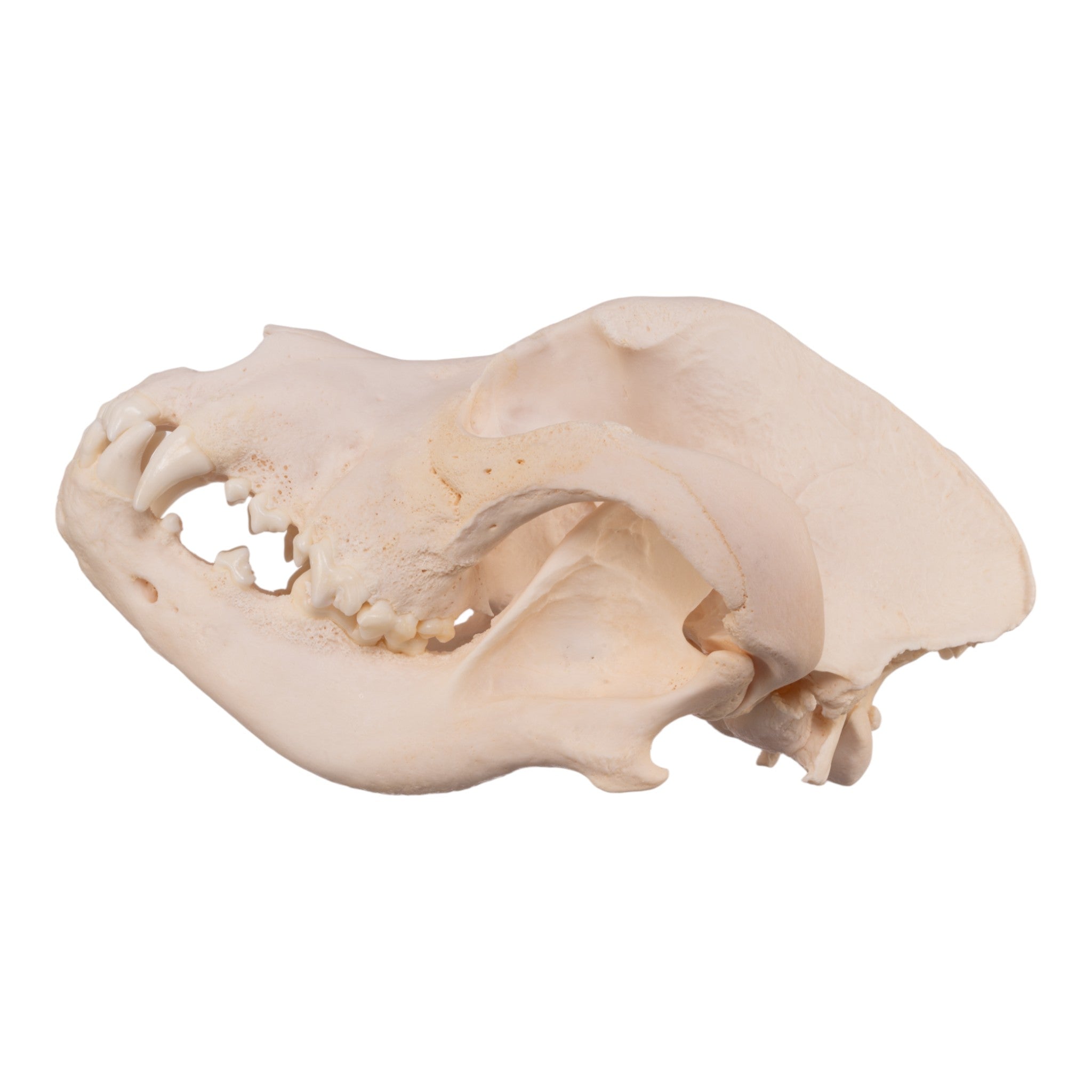 Authentic Great Dane Dog Skull Specimen - Real Domestic Canine Skull for Veterinary Study, Anatomy Education & Halloween Decor
