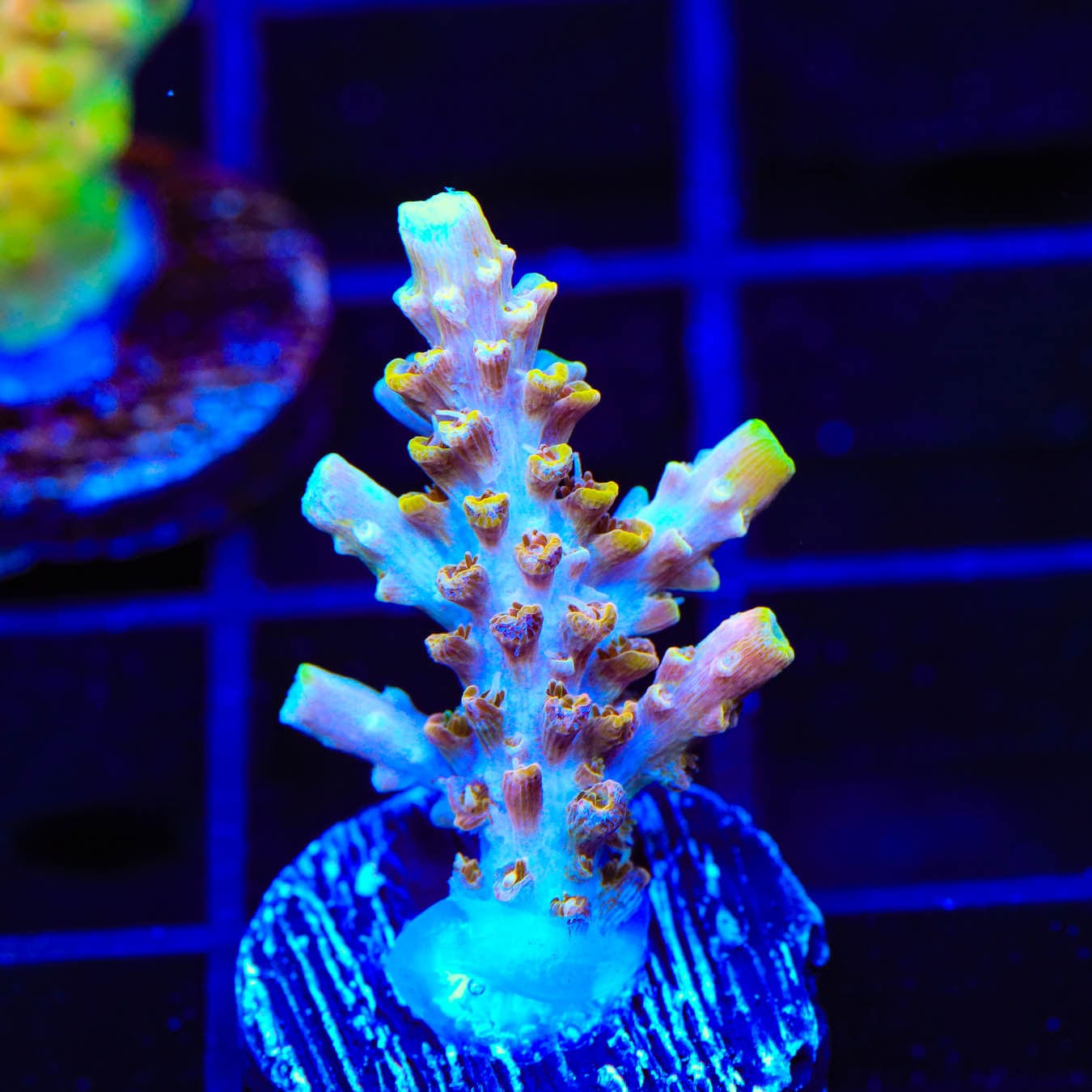 Premium CC Voodoo Majick Acropora Coral for Saltwater Aquariums - Vibrant SPS Coral for Reef Tanks & Coral Frag Racks (Great for Beginners & Advanced Hobbyists)