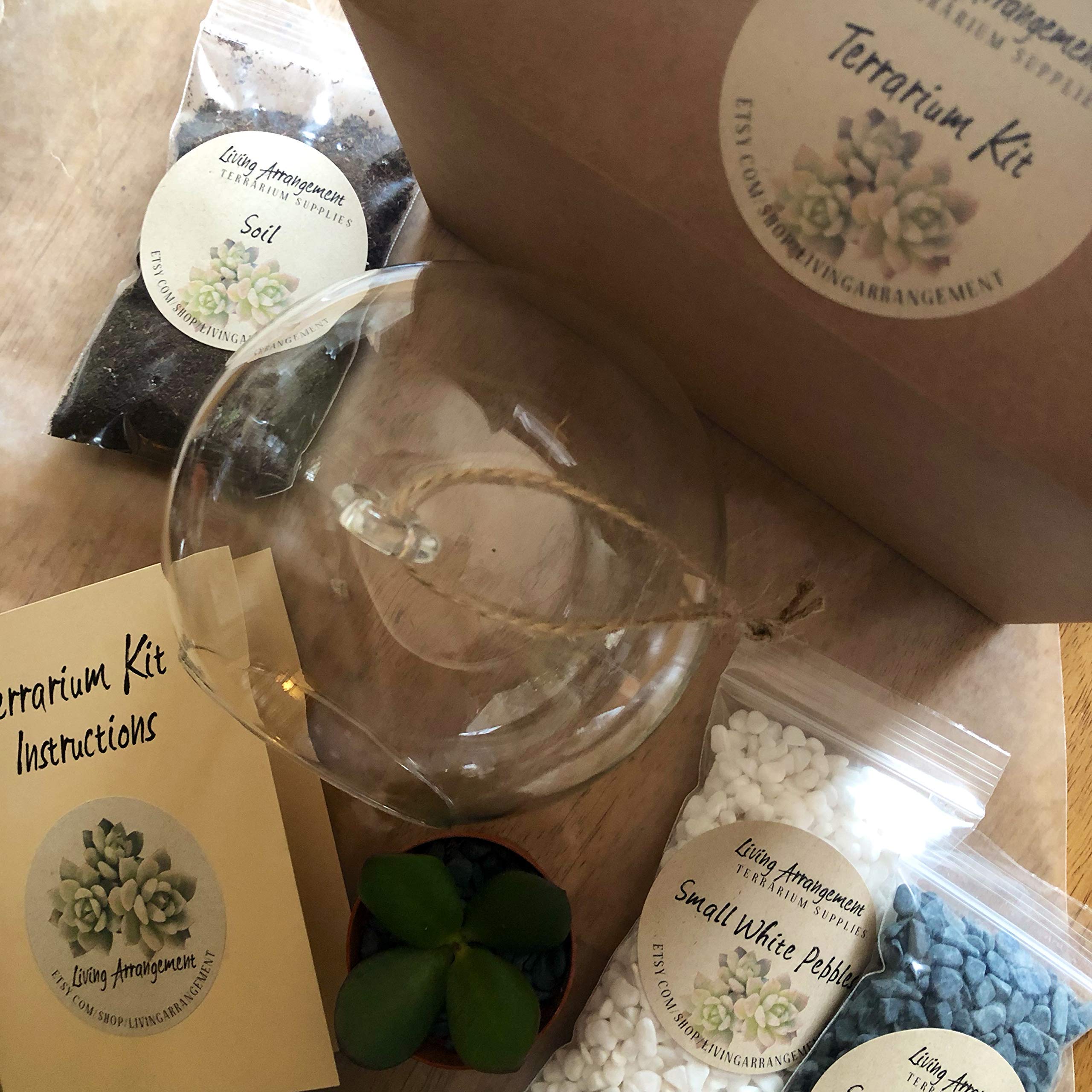 Complete DIY Terrarium Kit with Glass Jar, Plants & Decor - Create Your Own Mini Garden | Perfect for Home Decor, Office Desk & Gift Giving