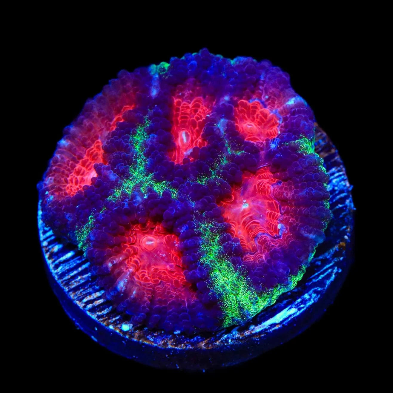 Christmas Favia Coral for Saltwater Aquariums - Vibrant Coral for Reef Tanks, Marine Displays & Aquatic Decor