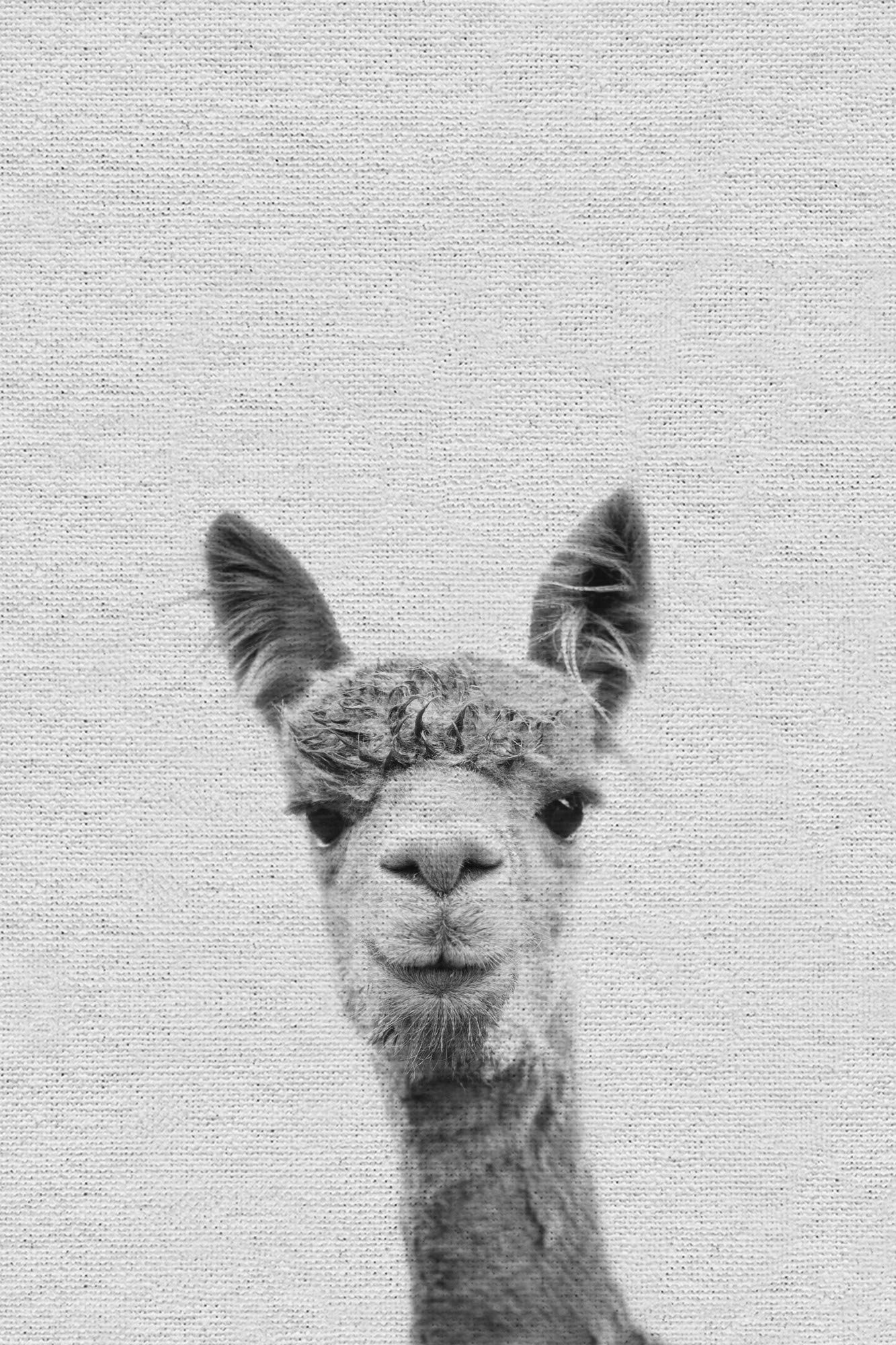Premium Llama Face III Painting Print on Wrapped Canvas - Wall Art Decor for Living Room, Bedroom & Office