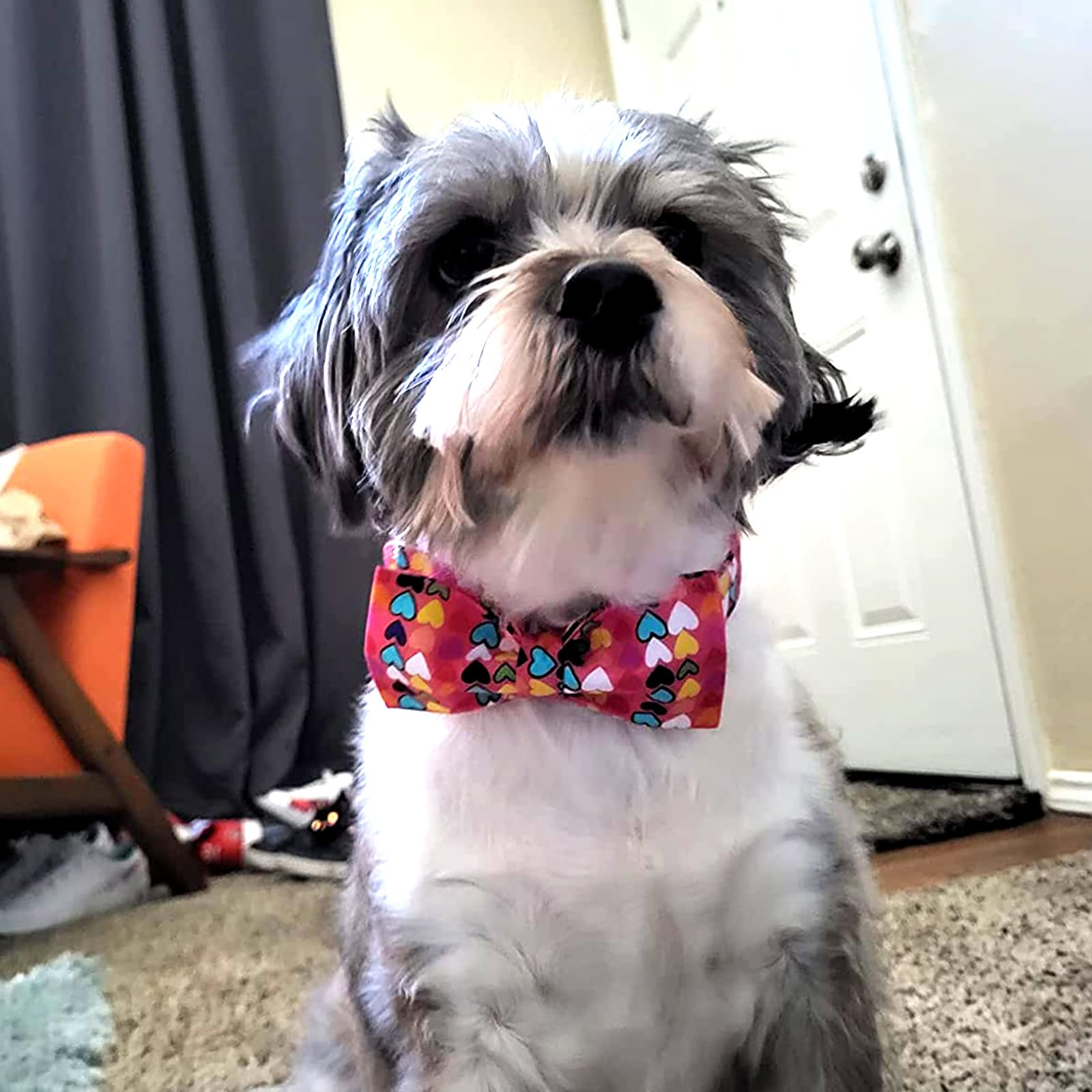 Valentine's Day Dog Collar with Adjustable Bow Tie - Cute Pet Collars for Small Dogs | Perfect for Valentine's Gifts, Puppy Parties & Photo Shoots