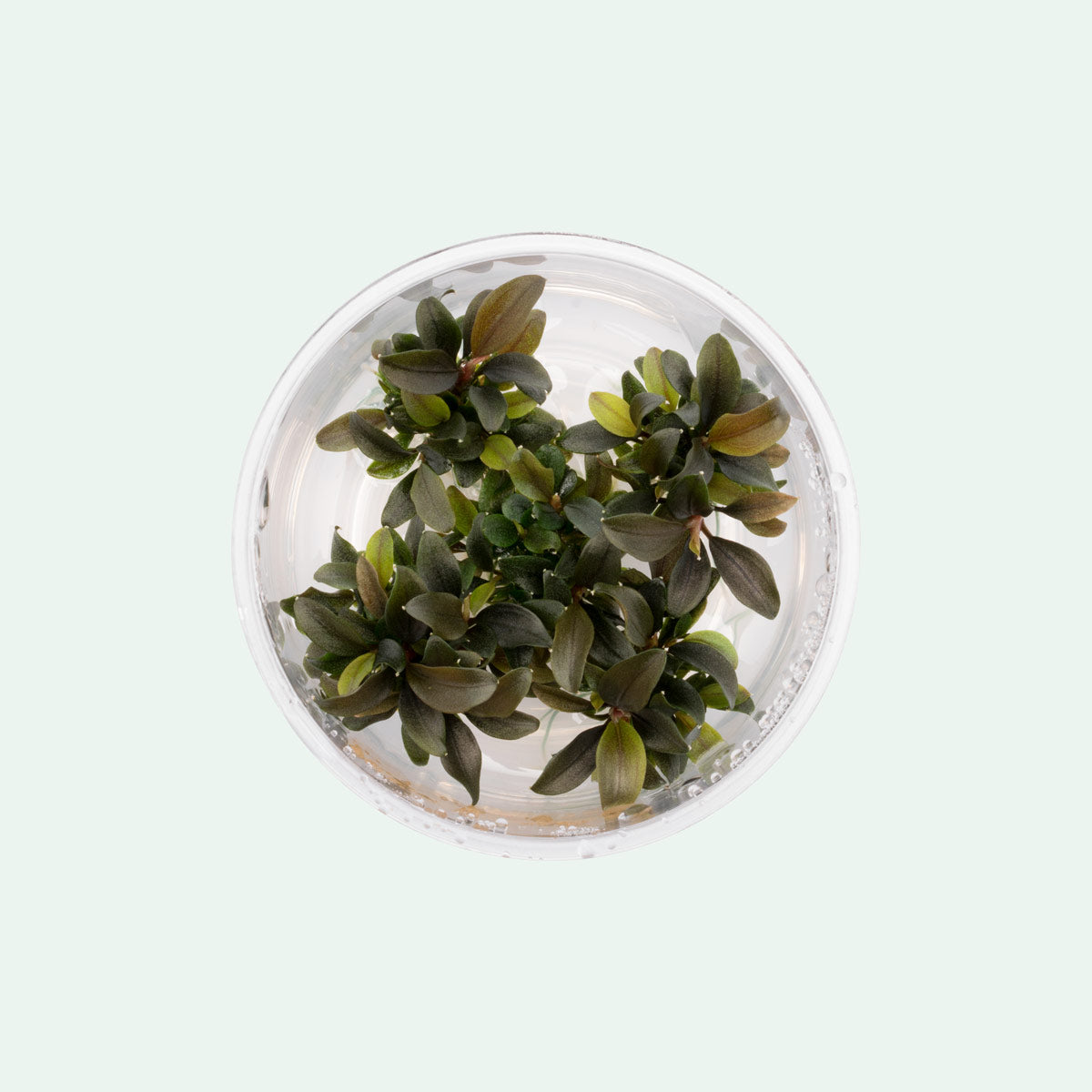 Bucephalandra Red Mini Aquatic Plant - Live Aquarium Plants for Fish Tank, Freshwater Aquascaping, Low Light Aquarium Decor | Perfect for Nano Tanks, Shrimp Tanks & Planted Aquariums