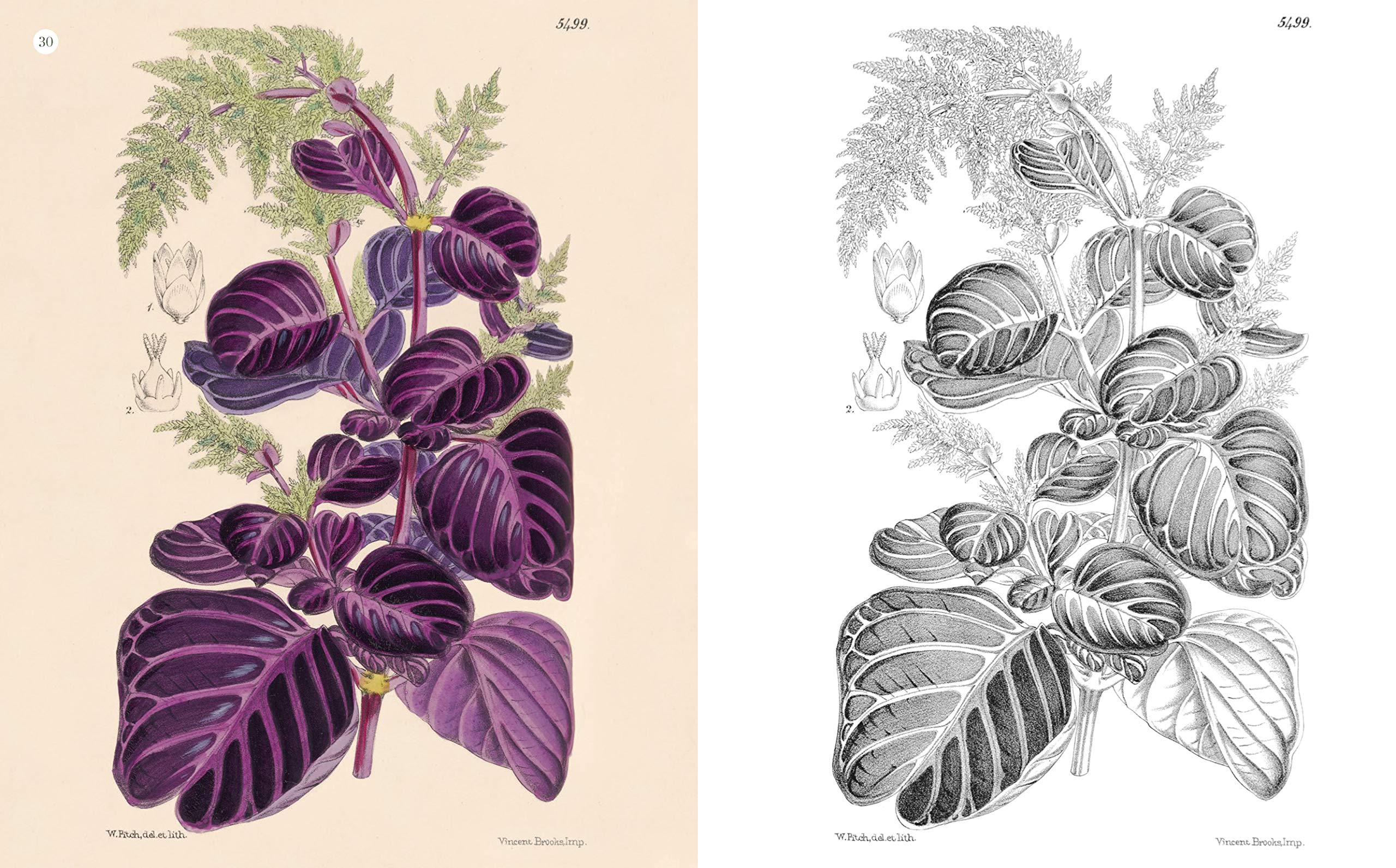Kew Gardens World of Plants Coloring Book - Botanical Art & Relaxation Activity for Adults & Kids | Perfect for Stress Relief, Mindfulness & Creative Fun