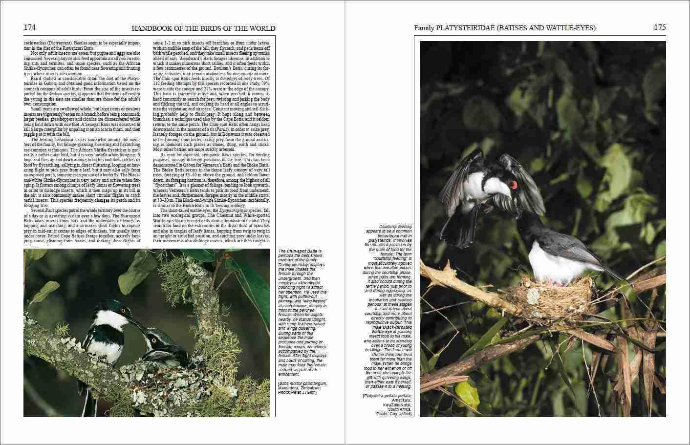 Handbook of the Birds of the World Vol.11: Old World Flycatchers to Warblers - Comprehensive Bird Guide for Ornithologists, Birdwatchers & Nature Enthusiasts | Perfect for Field Research, Bird Identification & Wildlife Studies