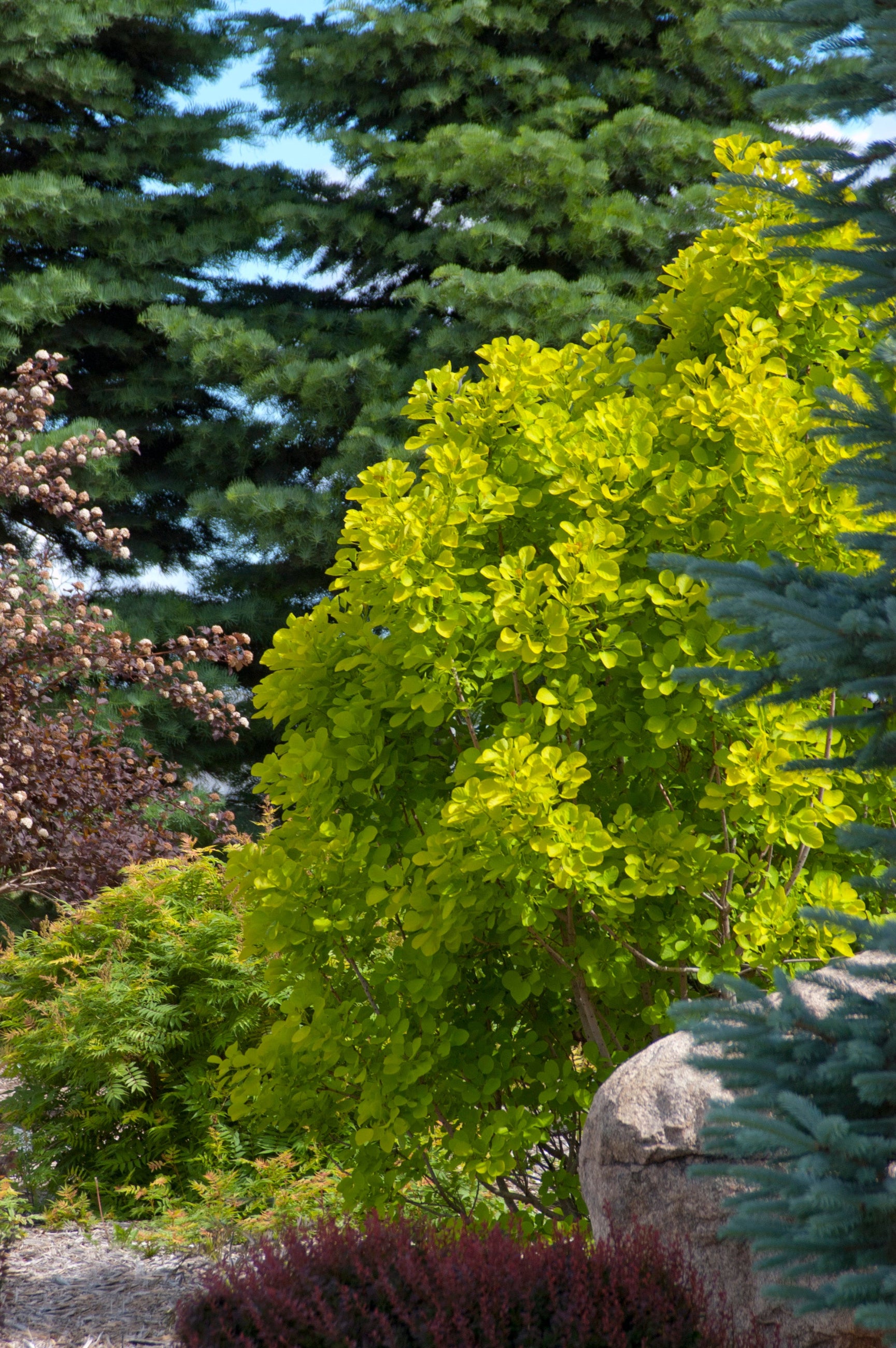 Golden Spirit Smokebush (Cotinus coggygria) - #2 Container Size | Vibrant Golden Foliage Shrub for Landscaping & Garden Decor | Perfect for Borders, Hedges, and Fall Color Displays
