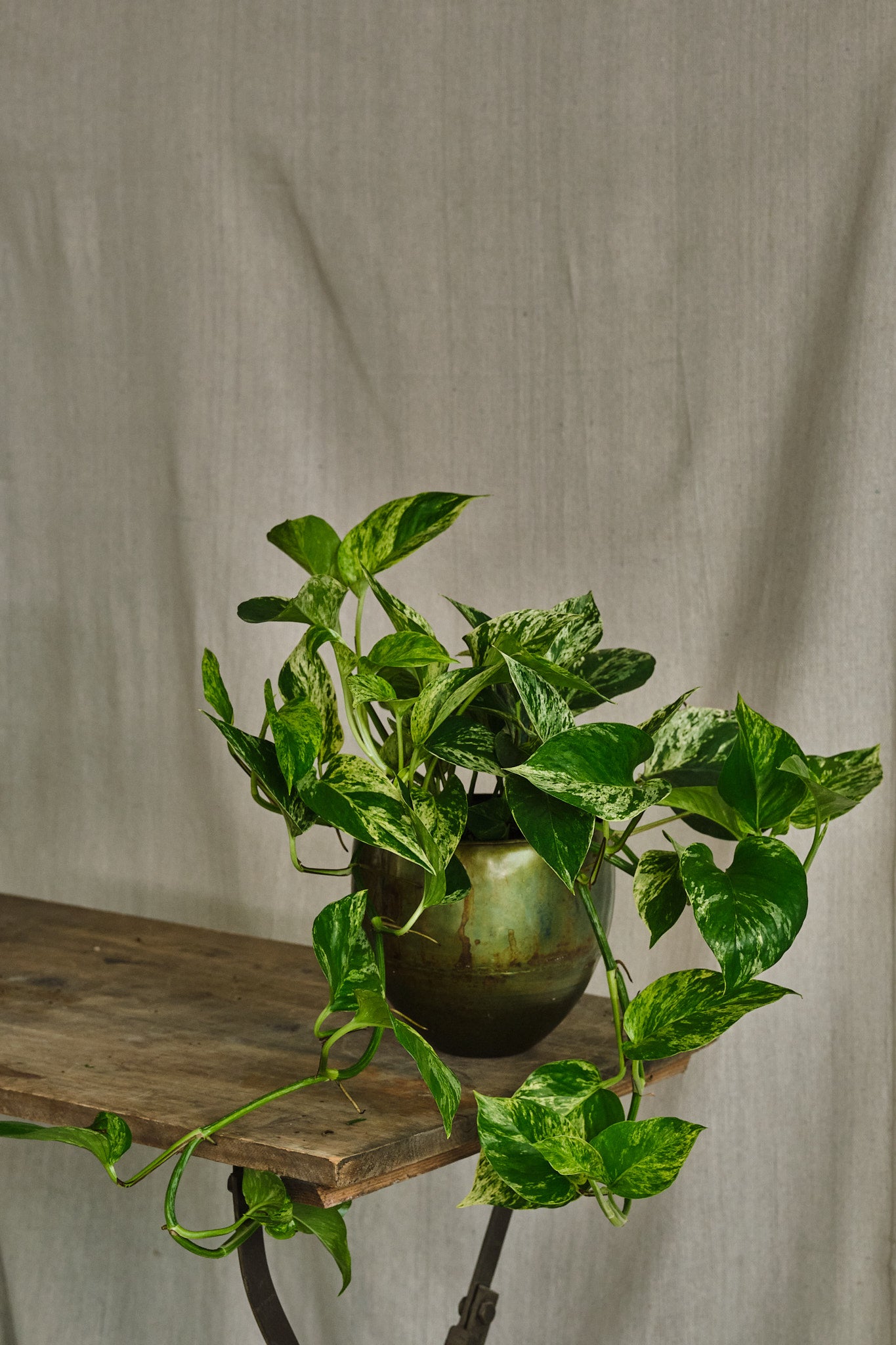 Epipremnum Aureum 'Marble Queen' Pothos Plant - Low Maintenance Indoor Houseplant for Home, Office Decor, and Air Purification