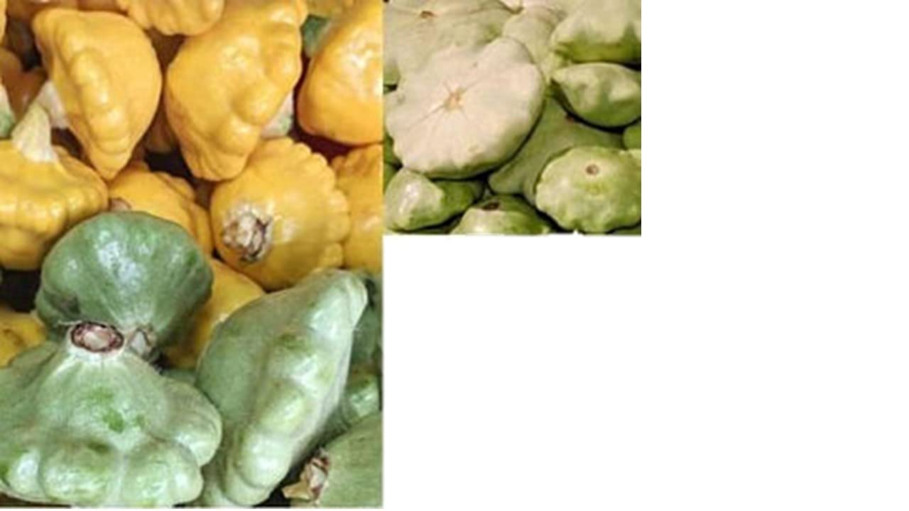 Non-GMO Scallop & Patty Pan Squash Seeds B343C - 20 Seeds Packet for Home Garden, Organic Heirloom Vegetables - Perfect for Salads, Grilling, and Container Gardening