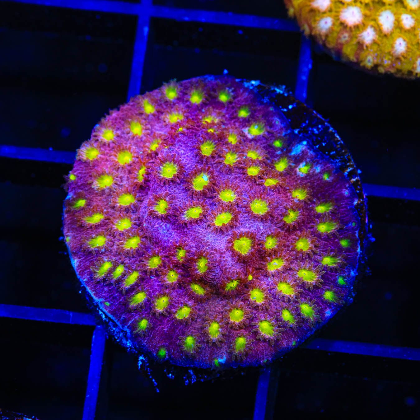 CB Bling Bling Cyphastrea Coral - Premium Saltwater Aquarium Coral for Reef Tanks | Perfect for Marine Aquascaping & Coral Frag Propagation