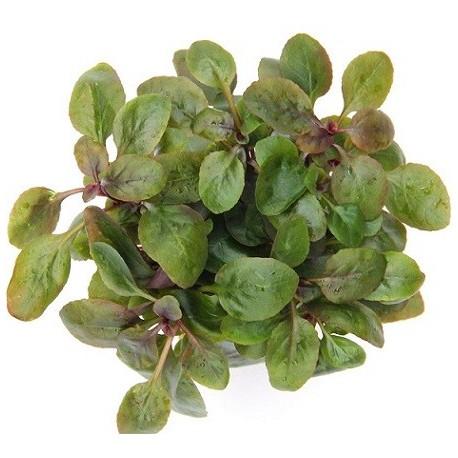 Dennerle Lobelia Cardinalis Mini Aquatic Plant for Freshwater Aquariums - Perfect for Foreground Planting and Nano Tanks
