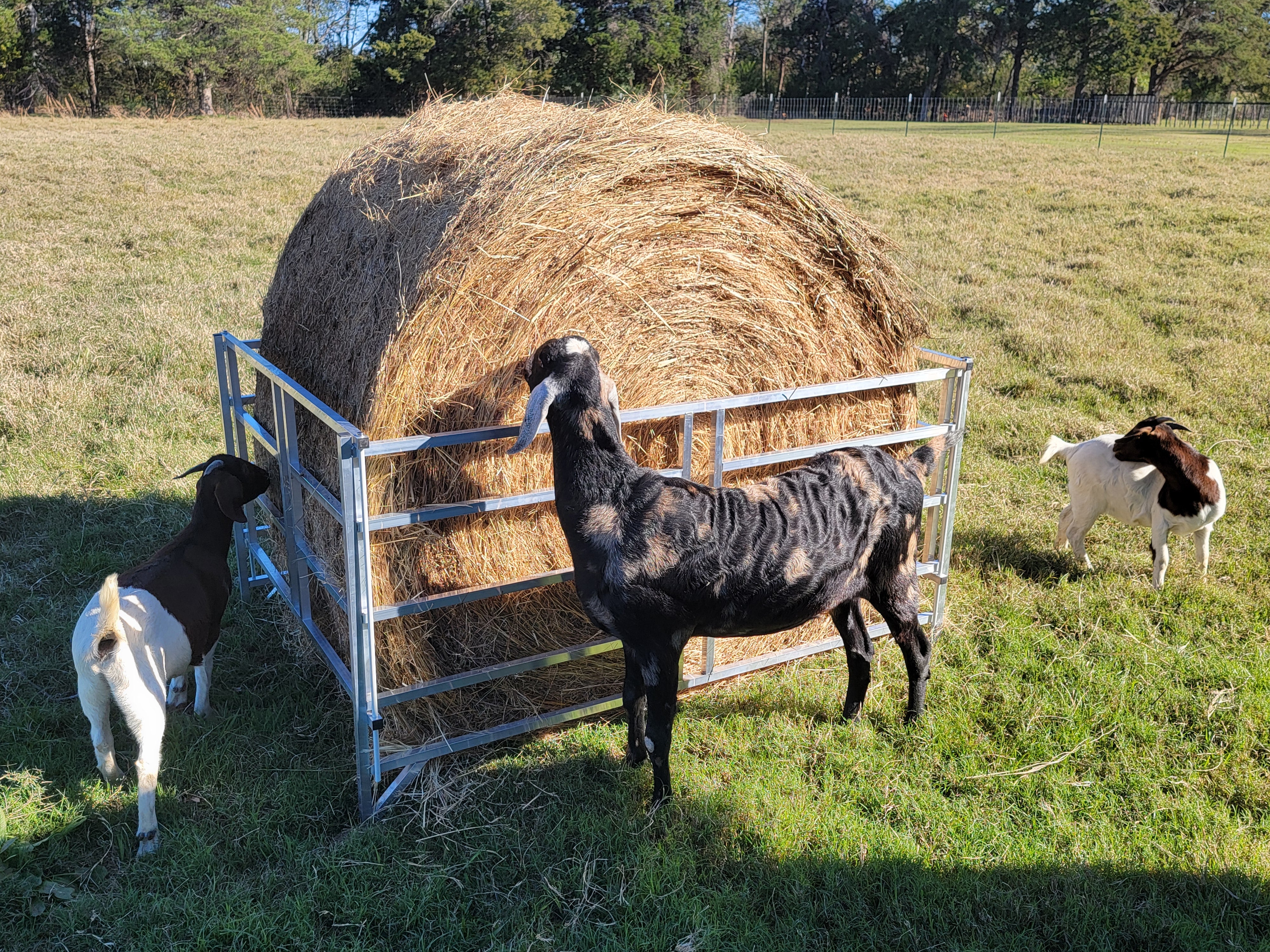 Collapsible Aluminum Round Hay Feeder for Sheep, Goats, Llamas & Alpacas - Fits 4x4, 4x5 & 4x6 Bales - Durable Portable Feed Trough for Pasture, Barn & Farm Use