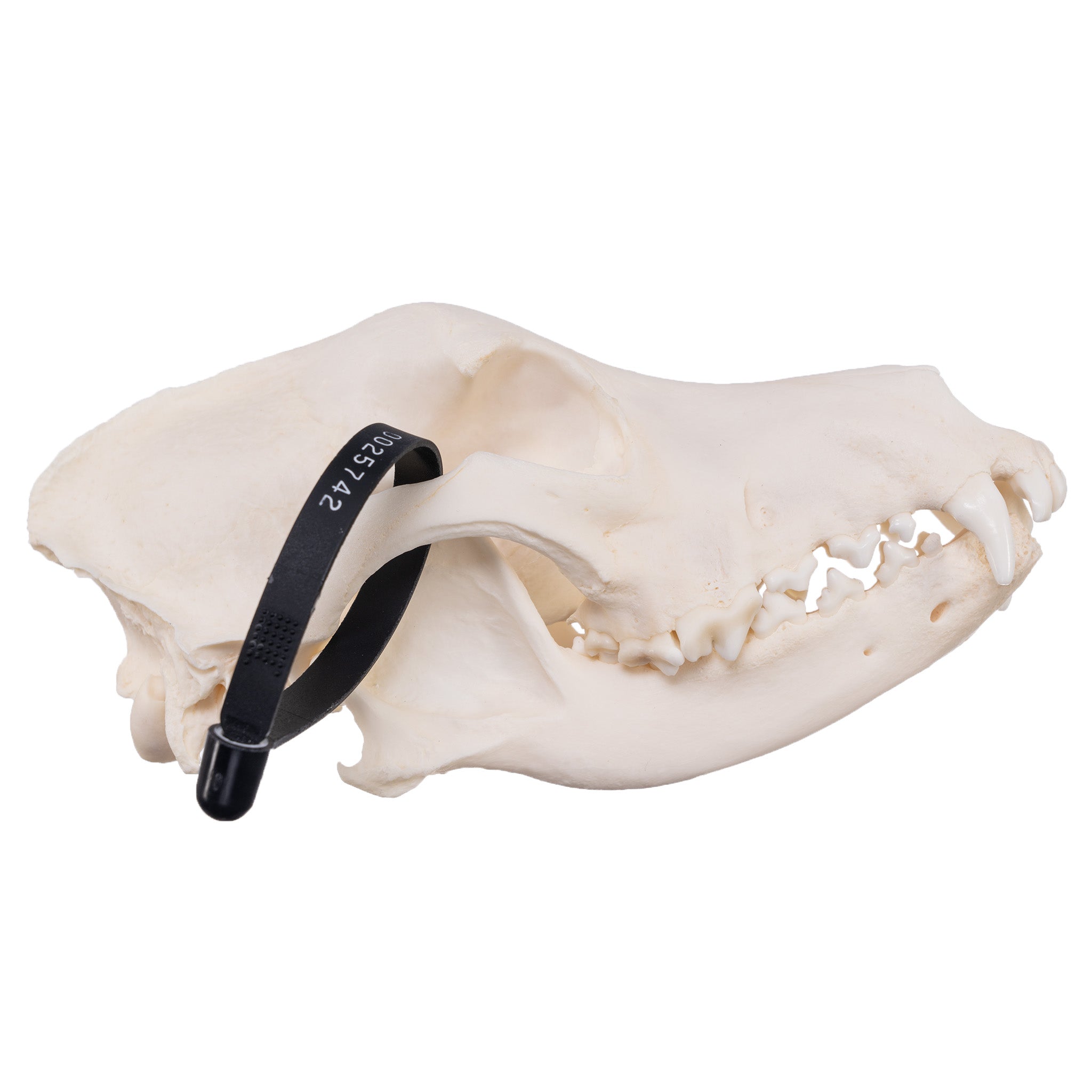 Real Domestic Dog Skull - Authentic Husky Skull with Detailed Pathology for Veterinary Study, Animal Anatomy Education & Taxidermy Display - Perfect for Classroom, Museum & Oddity Collections