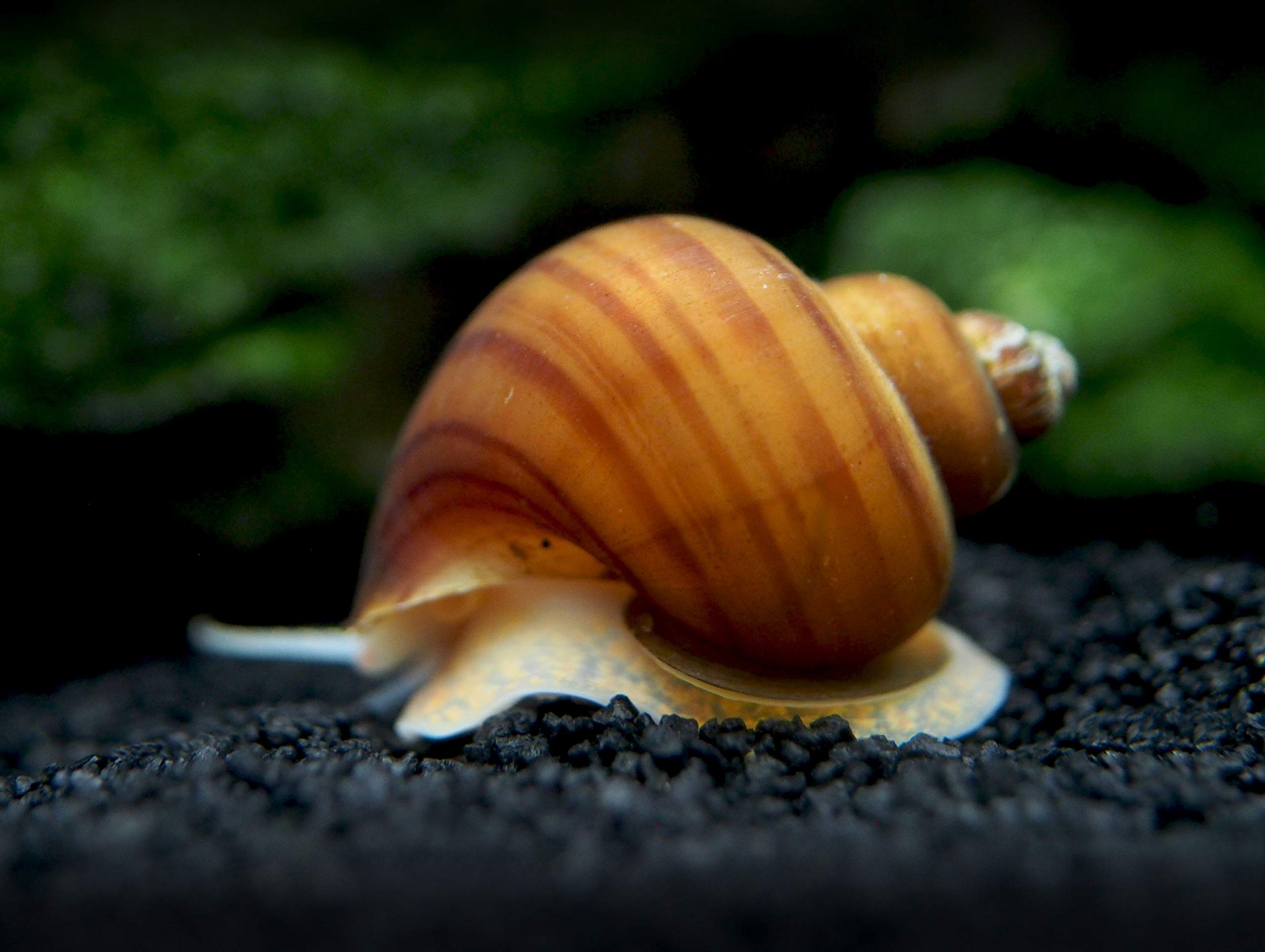 30 Live Albino Mystery Snails for Freshwater Aquariums | Biofilm Eater & Tank Cleaner | Nano Fish Tank Pets | Glass Cleaning Snails | Aquarium Decorations for Home & Office Use