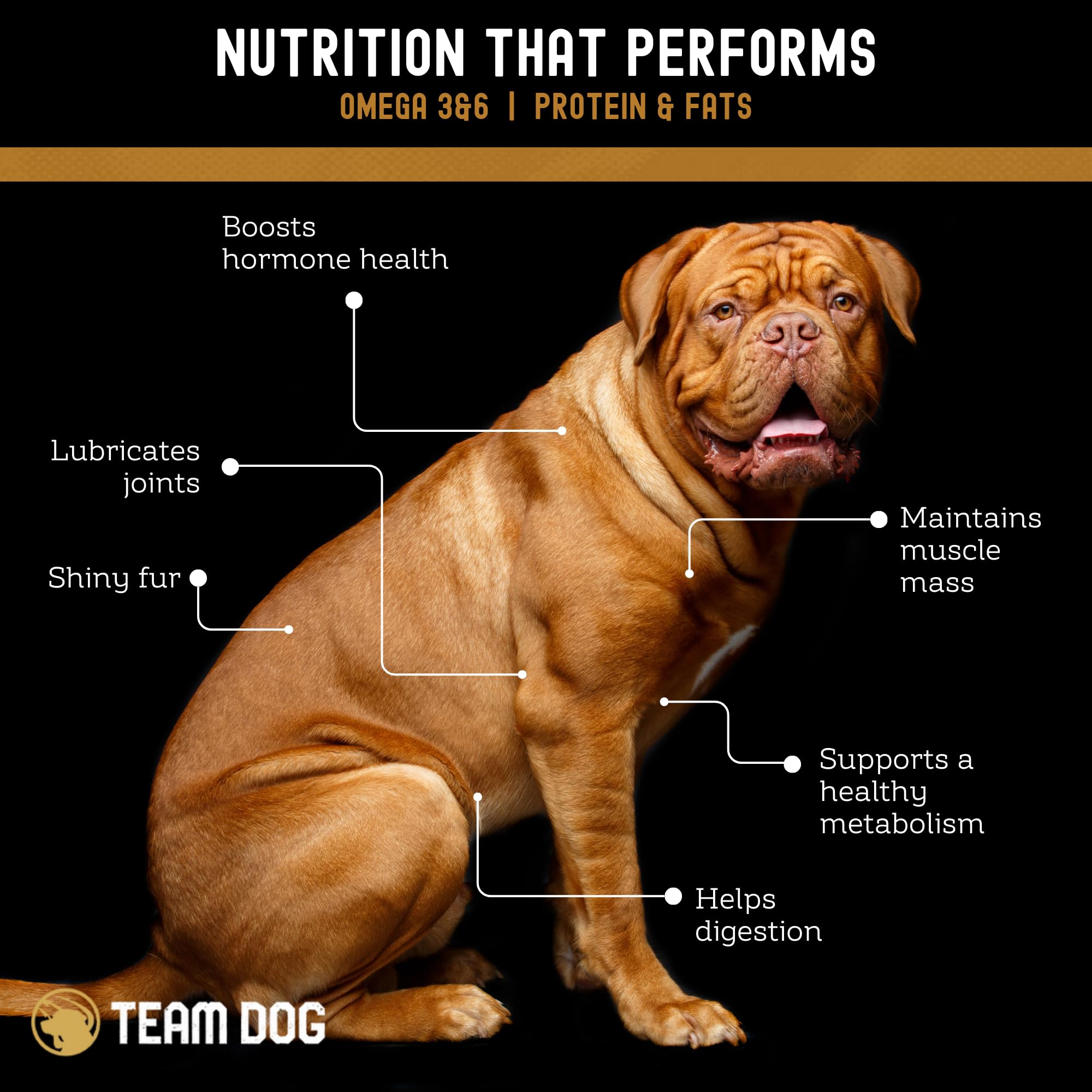 Premium Freeze-Dried Wild Alaskan Salmon Dog Treats - Single Ingredient, Grain-Free & Gluten-Free - Rich in Omega 3 for Healthy Skin & Coat - 4 Chews per Bag - Perfect for Training Rewards & Dental Health