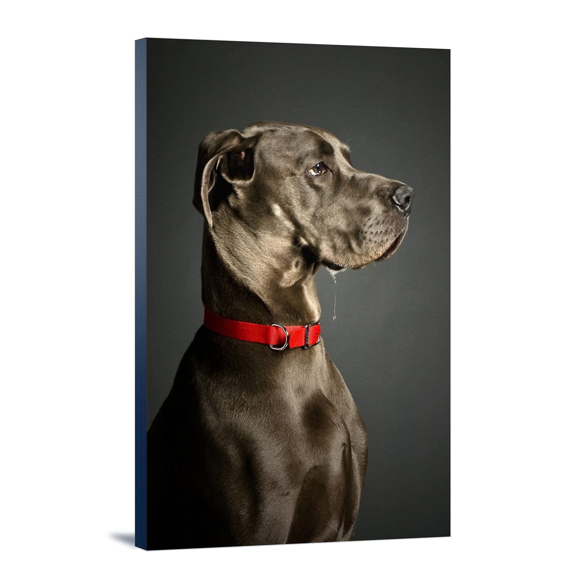 Stoic Dog - 24x36 Gallery Wrapped Canvas Wall Art - Premium Stretched Canvas Print for Living Room, Bedroom & Office Decor