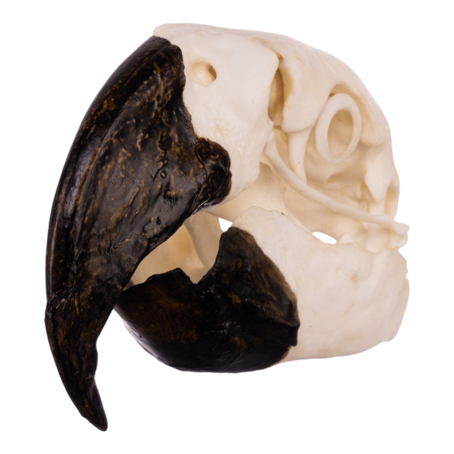Authentic Replica Hyacinth Macaw Skull - Lifelike Bird Skull Model for Home Decor, Halloween Props & Educational Displays