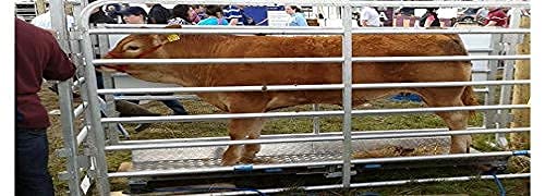 PEC Livestock Cattle Squeeze Chute Scale Kit - 10,000LBS Capacity, 0.1 Precision NTEP Legal for Trade - Perfect for Weighing Pigs, Goats & Sheep on Farms & Ranches