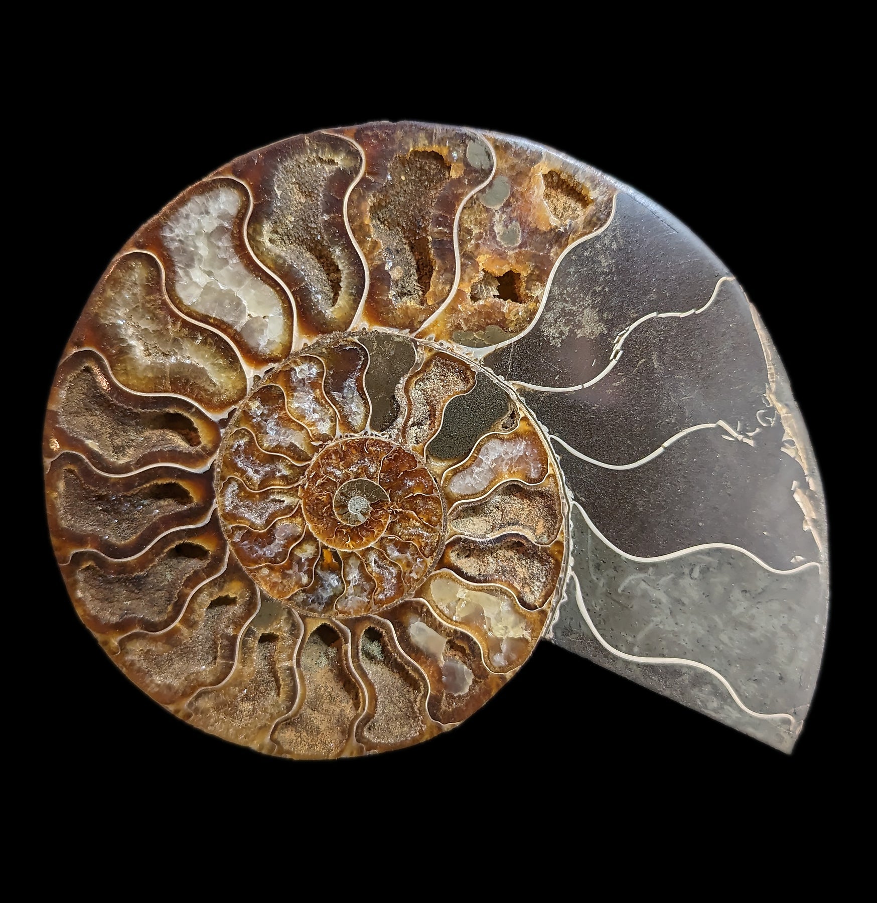 Premium Cut and Polished Agatized Ammonite Fossil - Natural Stone for Jewelry Making, Home Decor & Meditation - Perfect for Gifts, Collectors & Healing Crystals